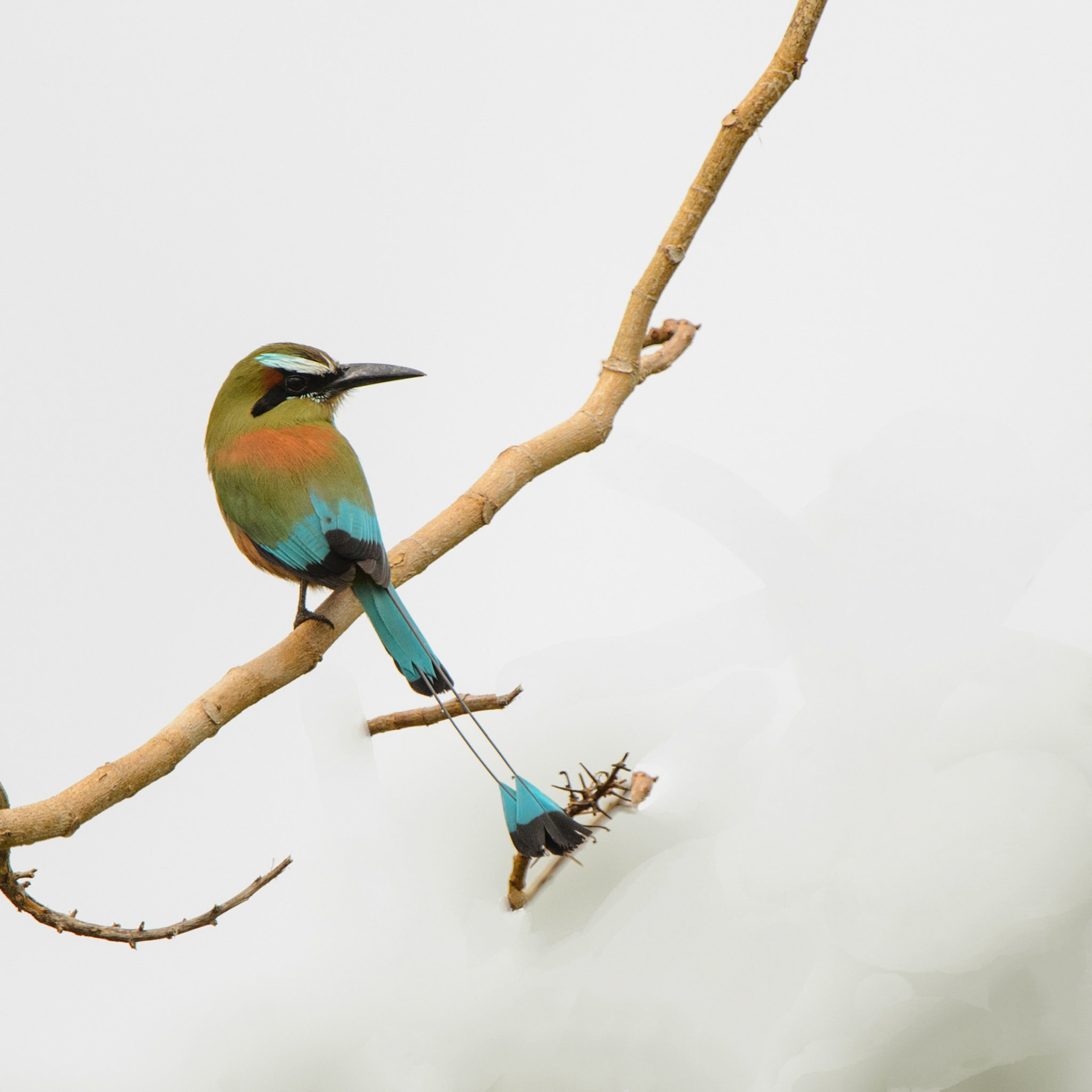 Turquoise-browed Motmot, Eumomota superciliosa australis