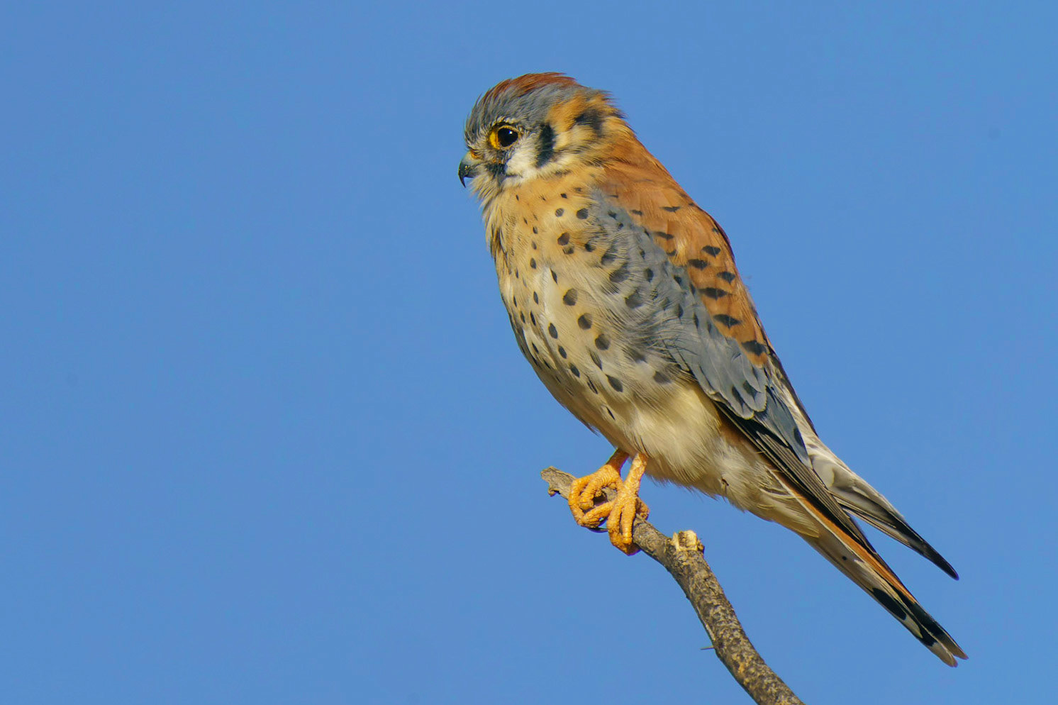 American Kestrel (Male), Falco sparverius, Falco sparverius