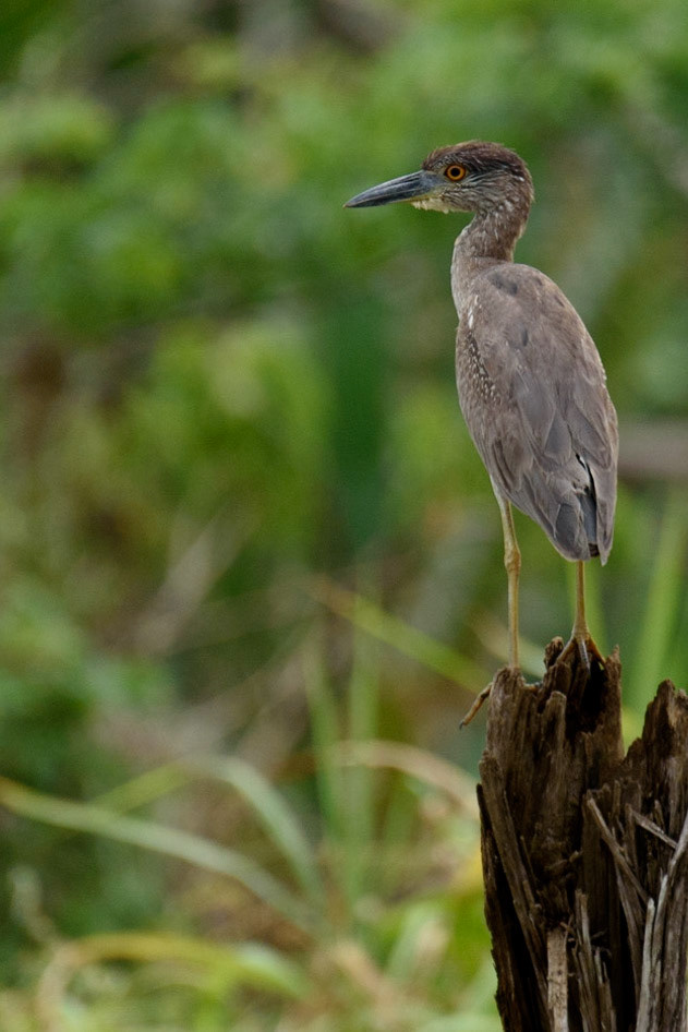 Yellow-crowned Night-Heron, Nyctanassa violacea