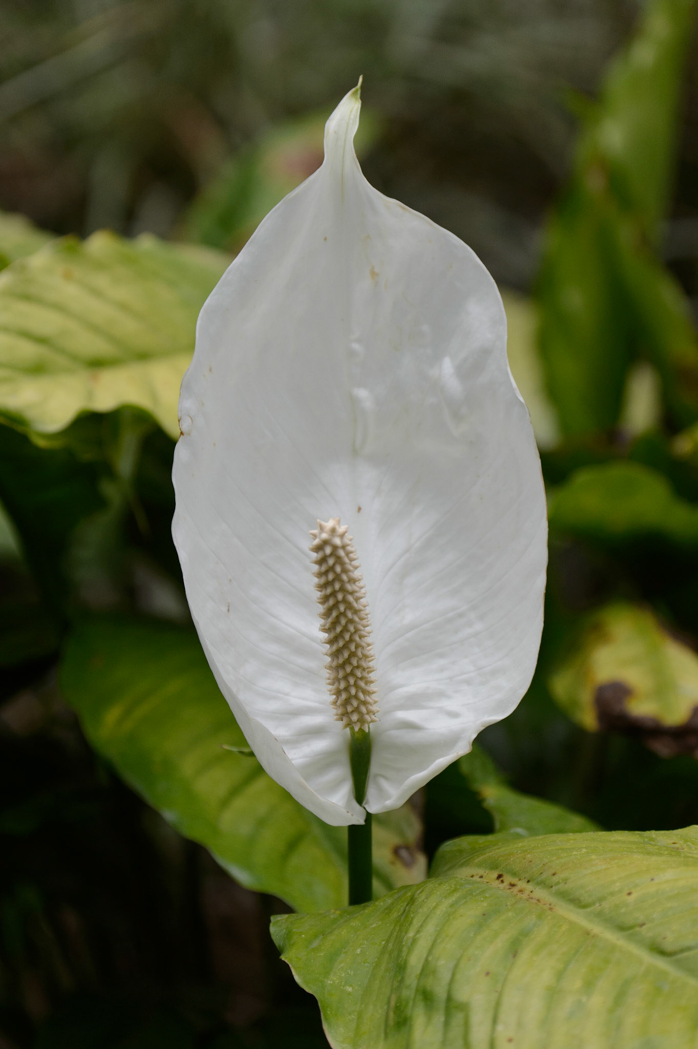 Peace Lily or Spathiphyllum