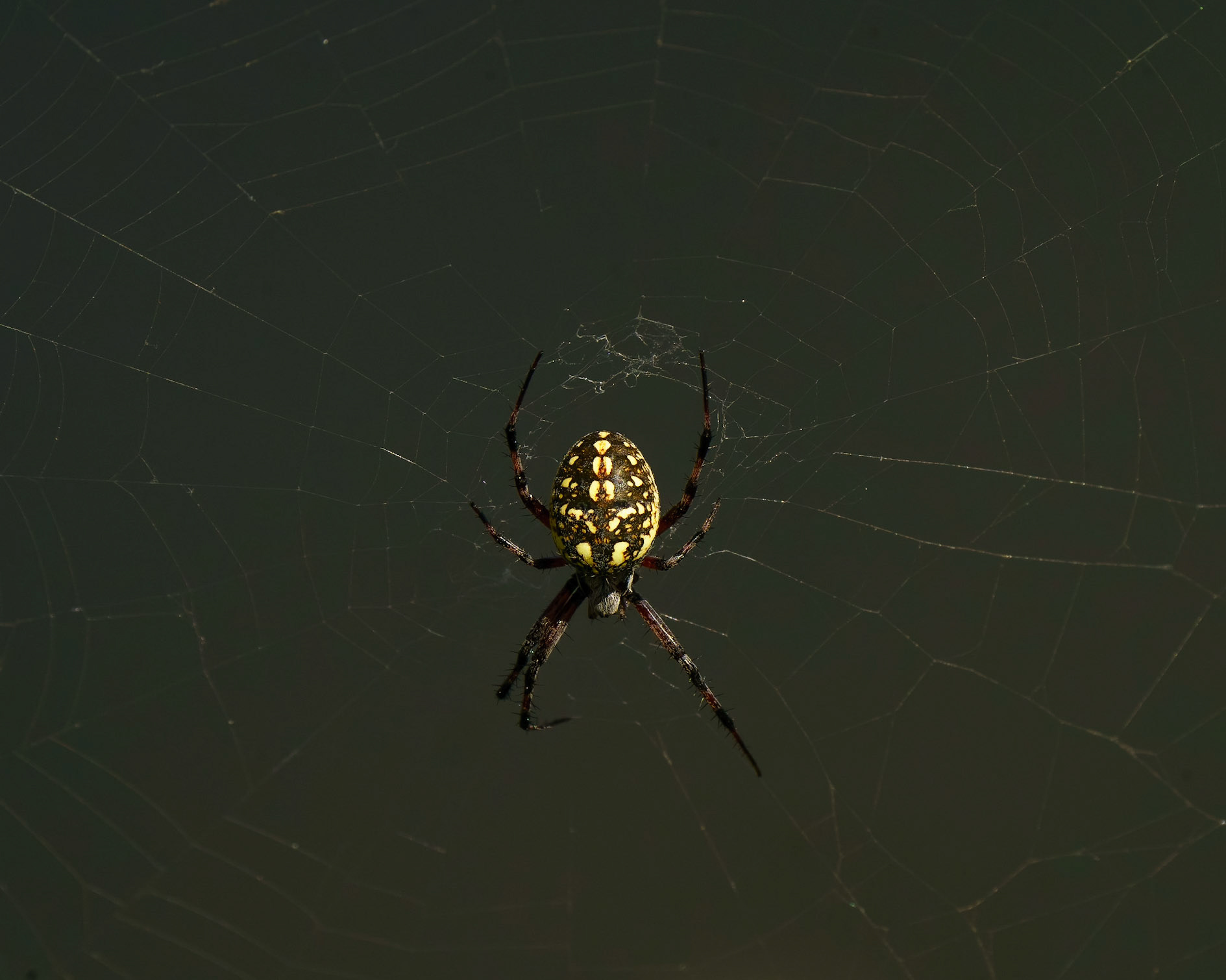 Western Spotted Orb Weaver, Neoscona oaxacensis