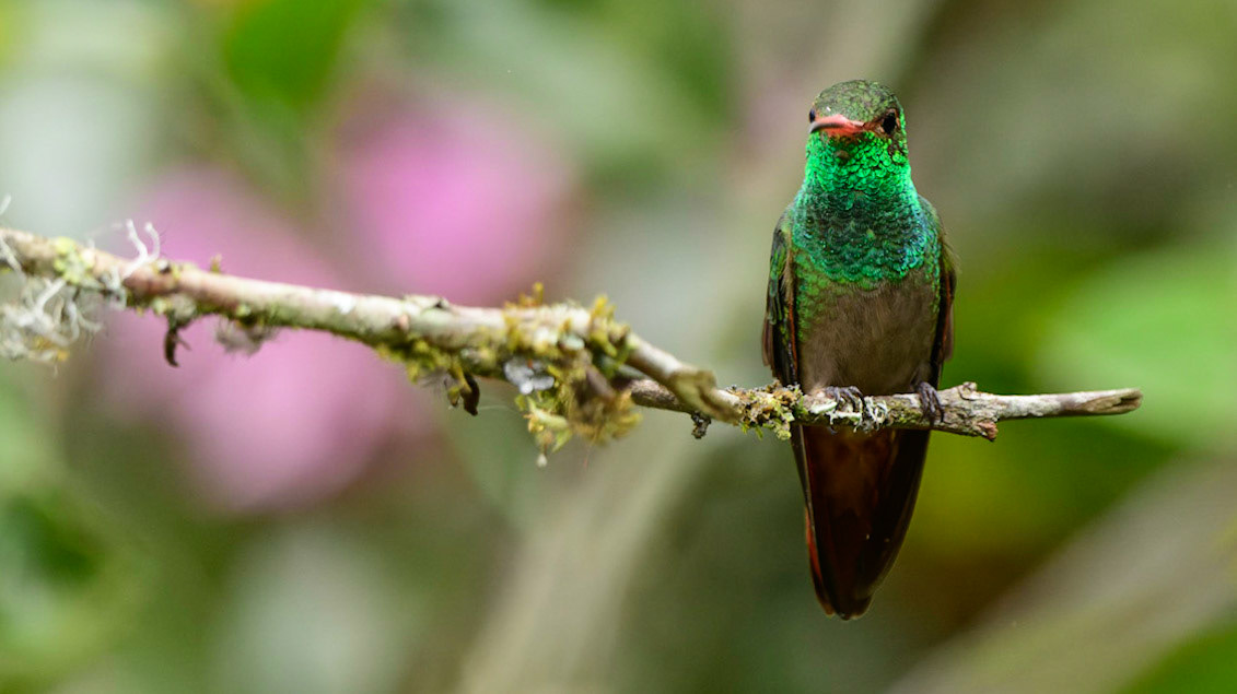 Rufous-tailed Hummingbird, Amazilia tzacatl