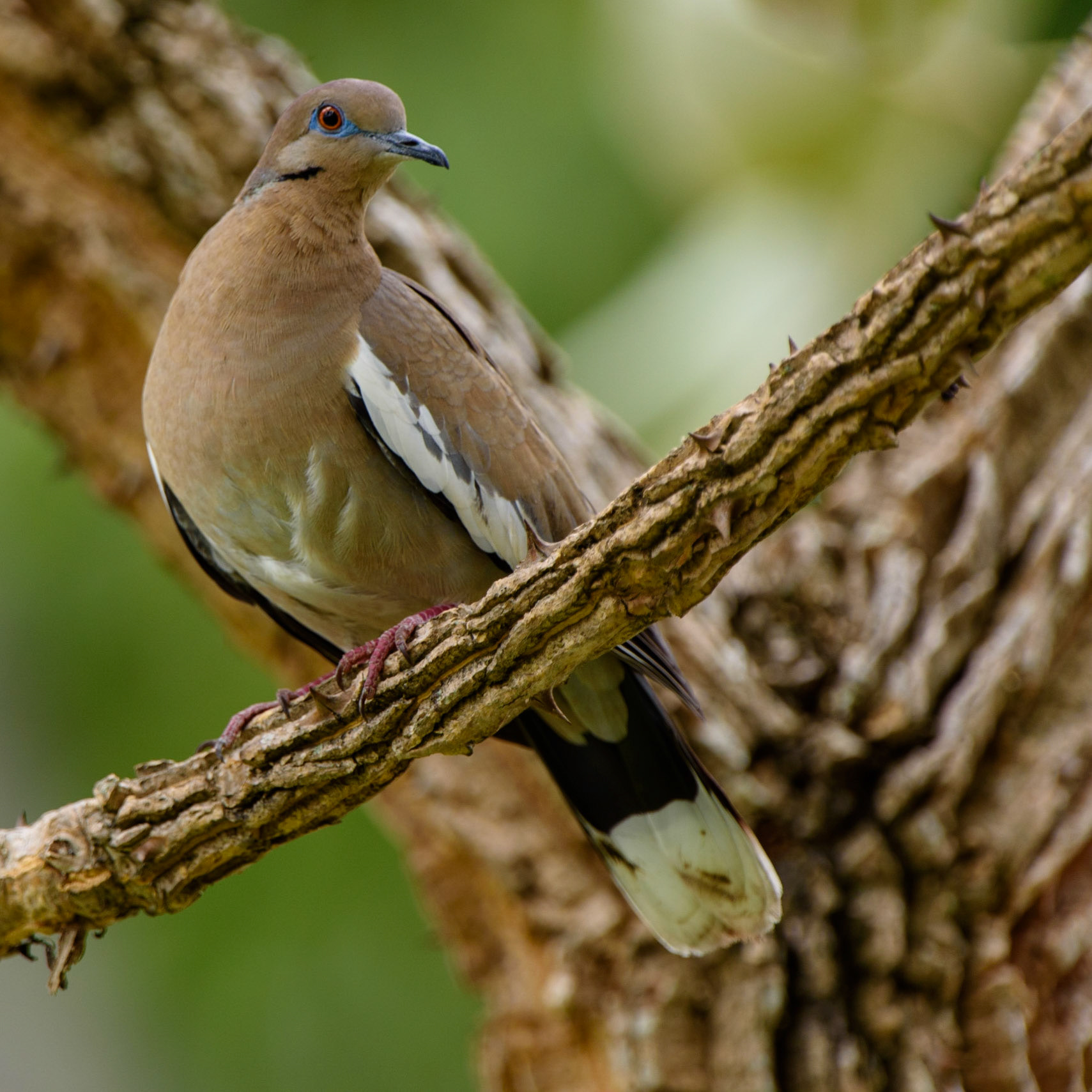 White-winged Dove, Zenaida asiatica