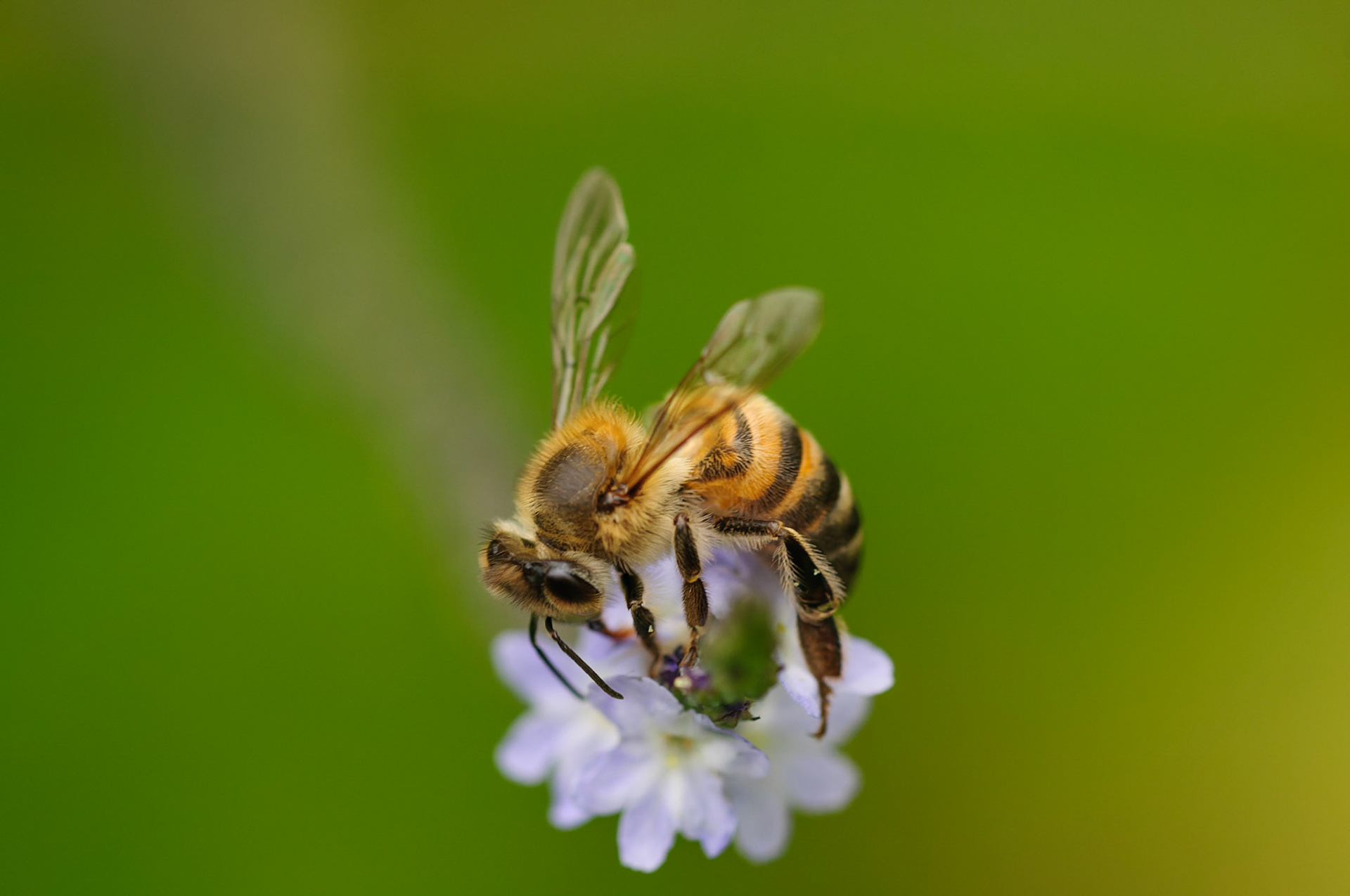 Hony Bee and Azul Verbena