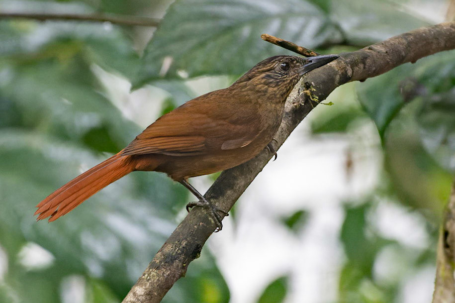Wedge-billed Woodcreeper, Glyphorynchus spirurus