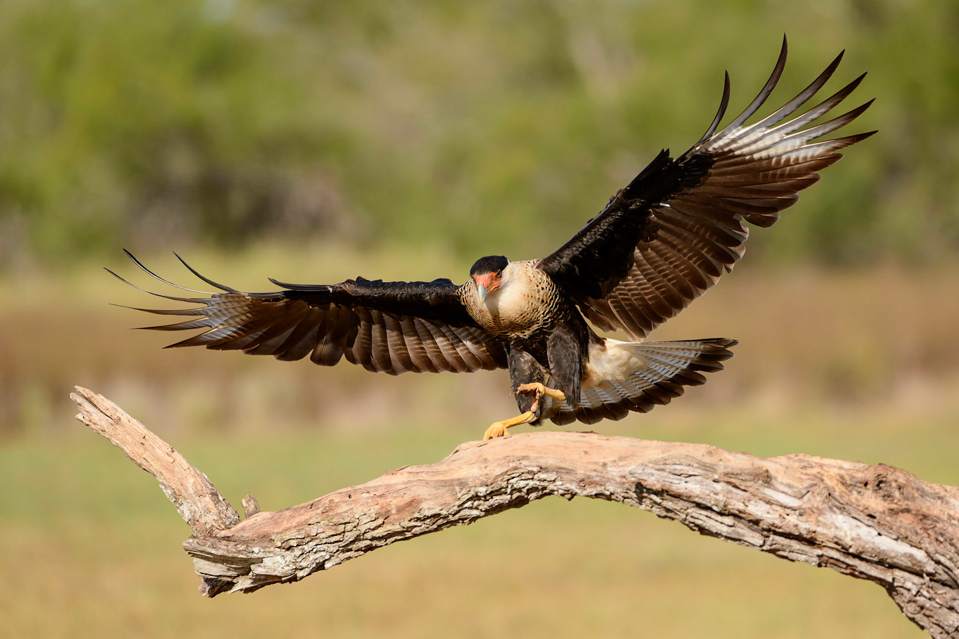 Crested Caracara, Caracara cheriway