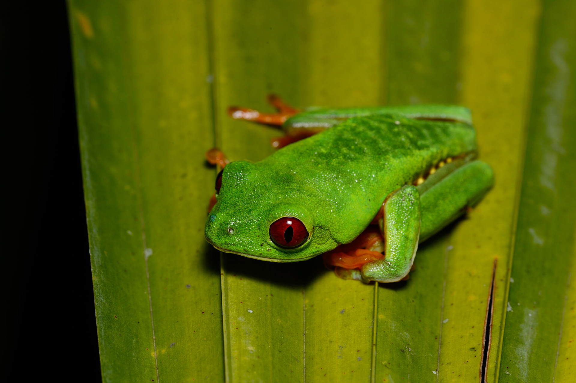Red-eyed-Tree Frog, Agalychnis callidryas