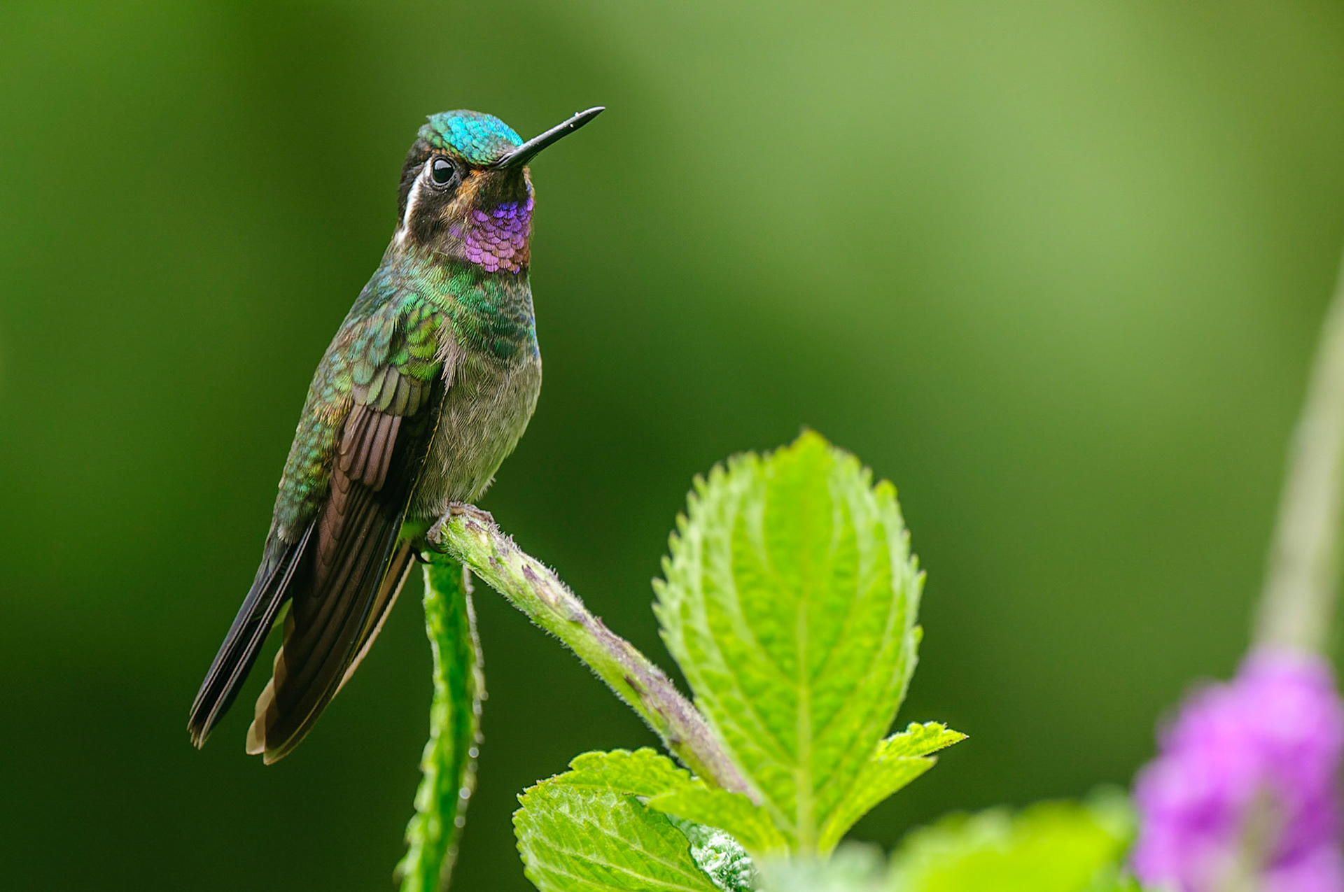 Purple-throated Mountain-gem,  Lampornis calolaema