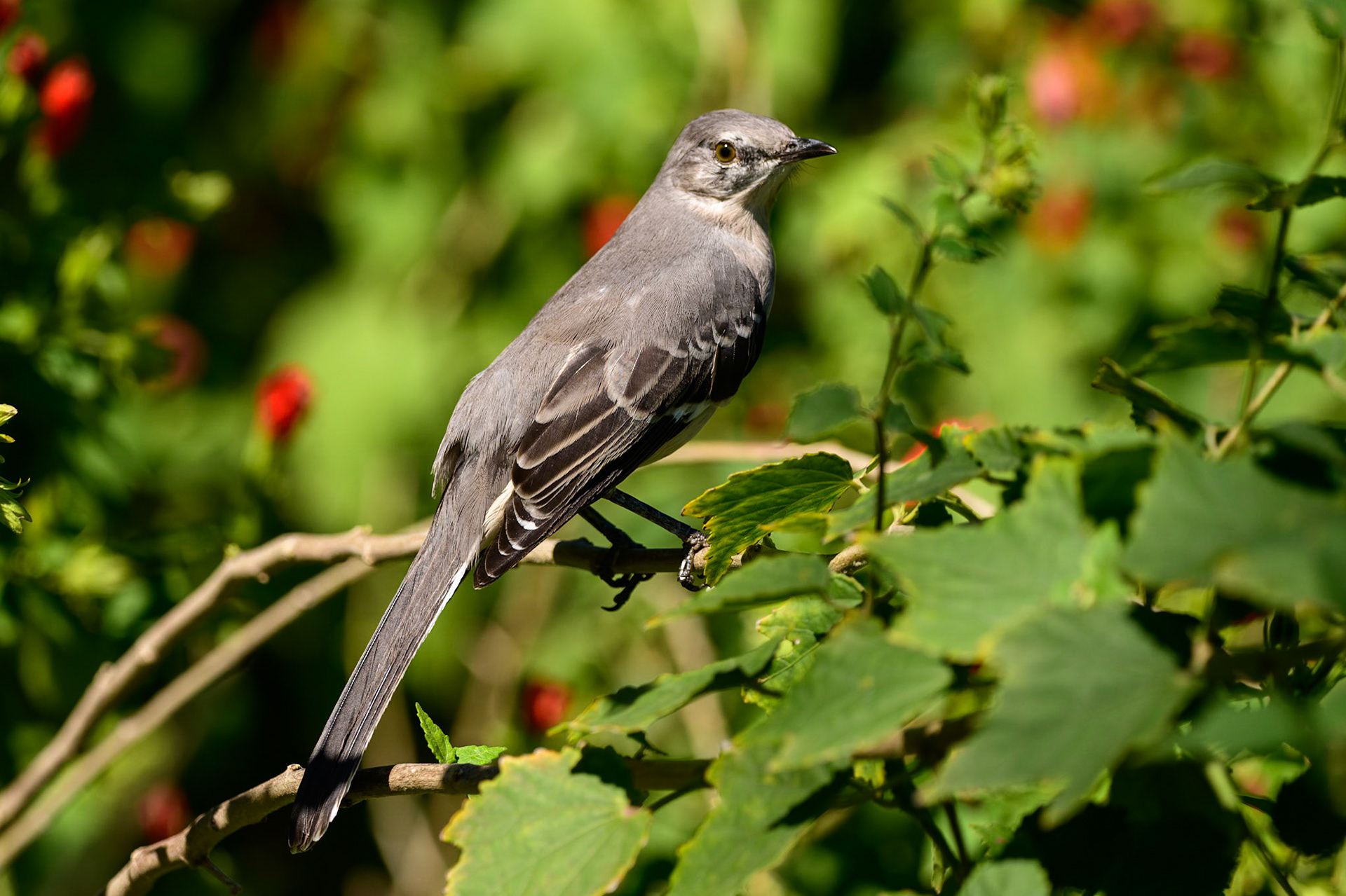 Northern Mockingbird Mimus polyglottos