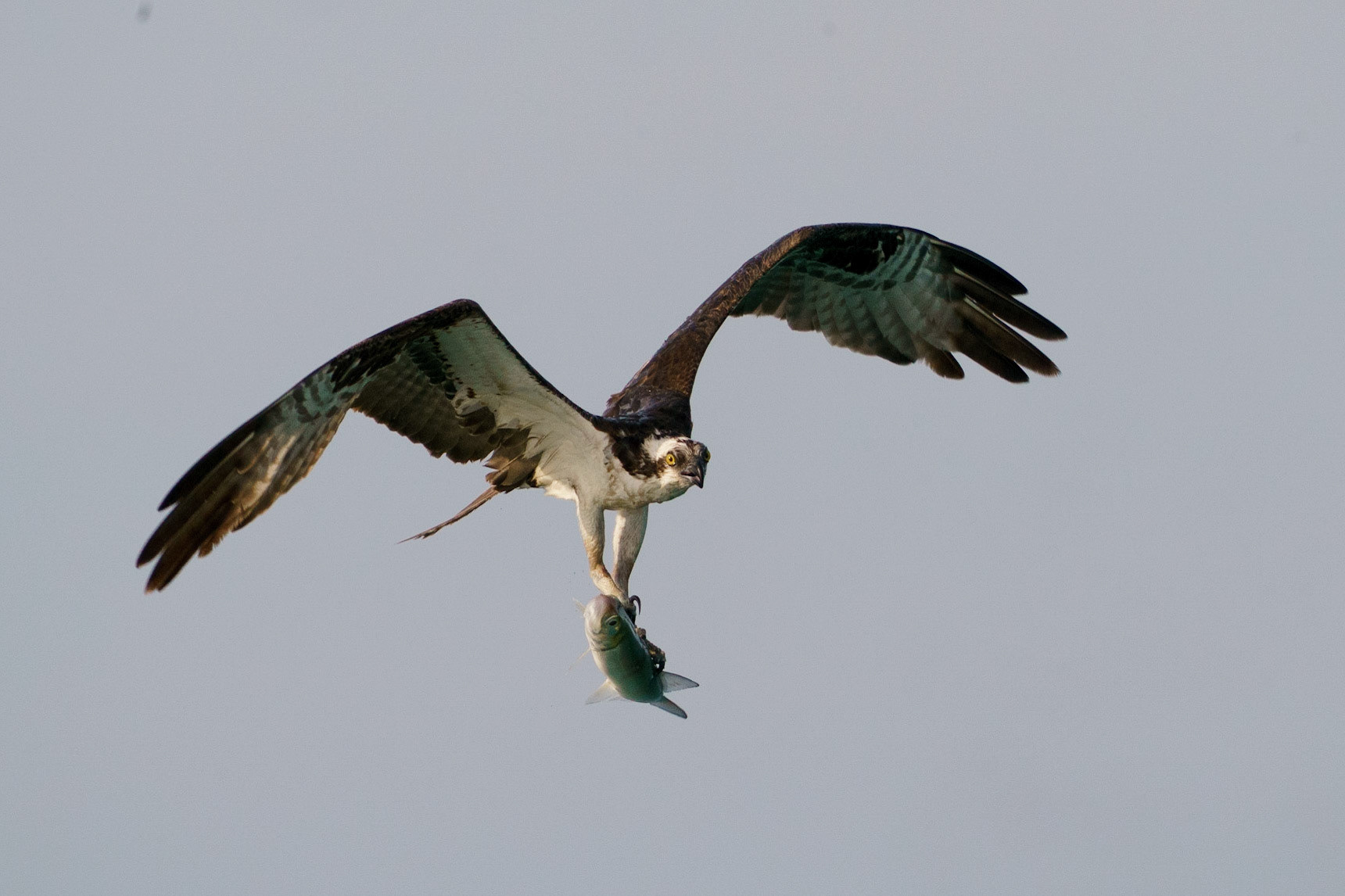 Osprey, Pandion haliaetus