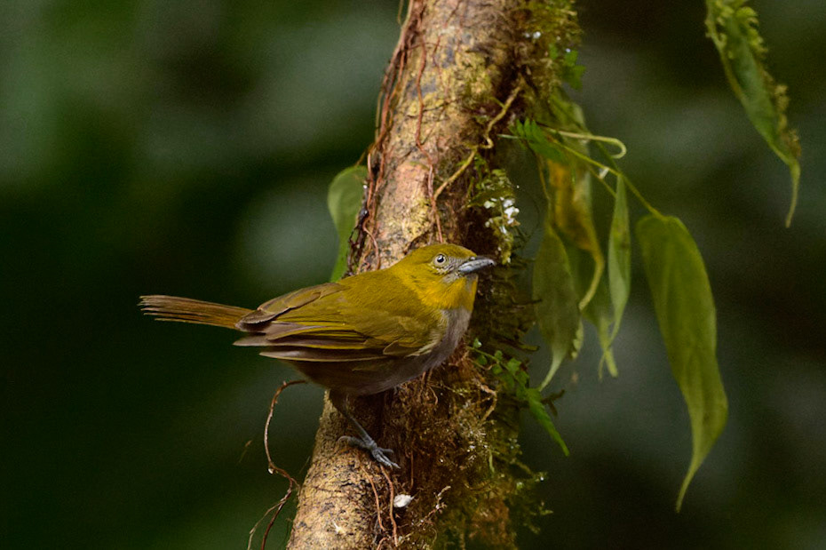 Dusky Chlorospingus, Chlorospingus semifuscus. Also Dusky Biush-tanager or Dusky-bellied Bush-Tanager
