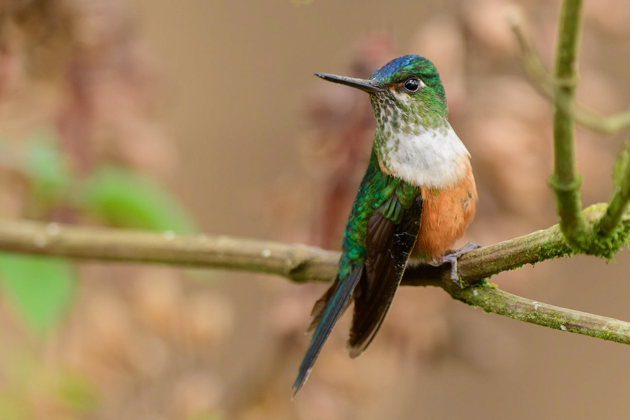 Violet-tailed Sylph, Aglaiocercus coelestis