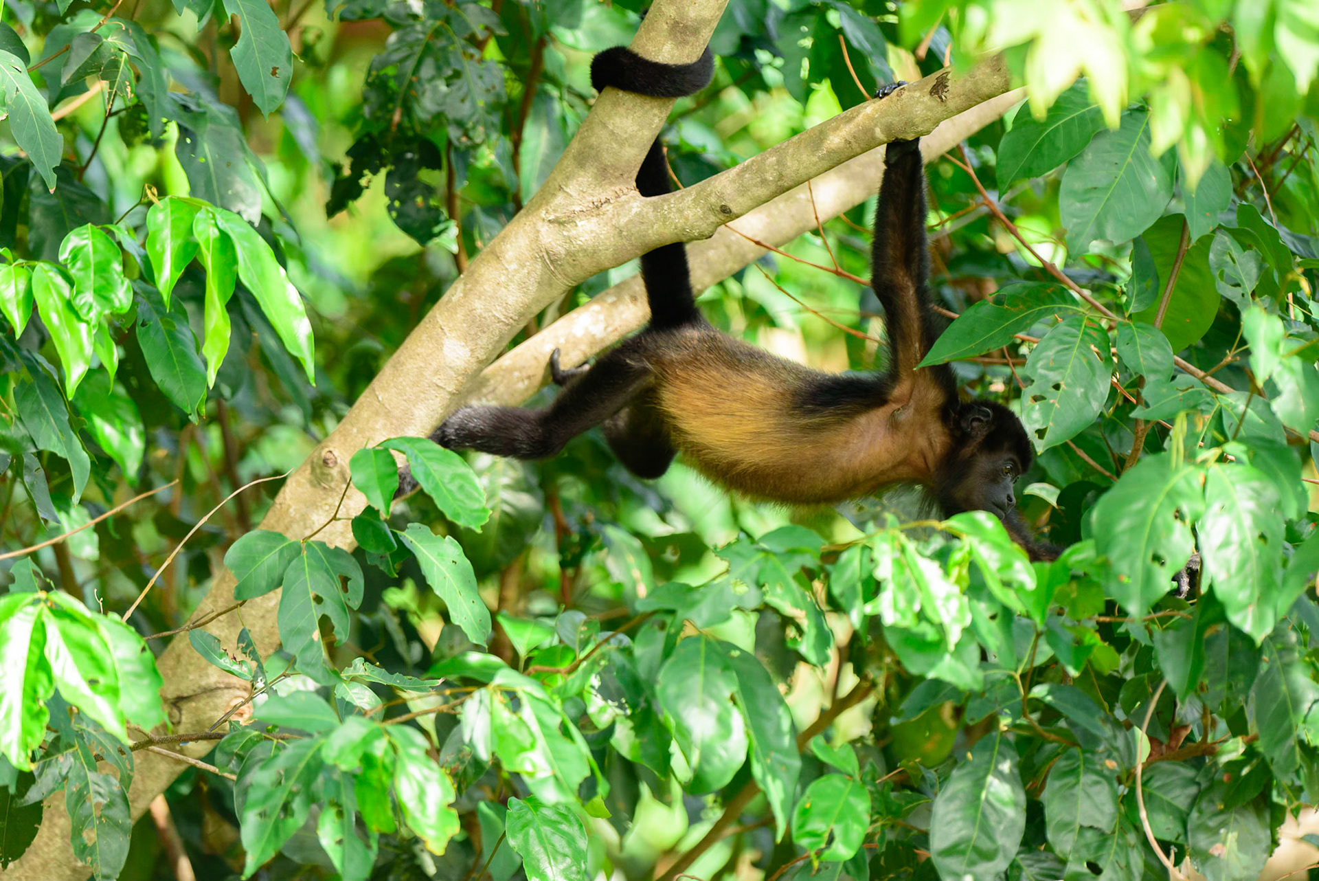 Mantled Howler, Alouatta palliata. AKA Golden-mantled Howling Monkey