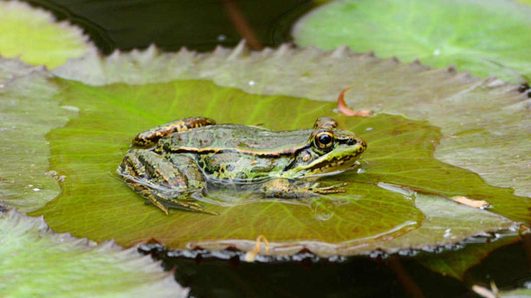 Forrer's leopard frog, Lithobates forreri