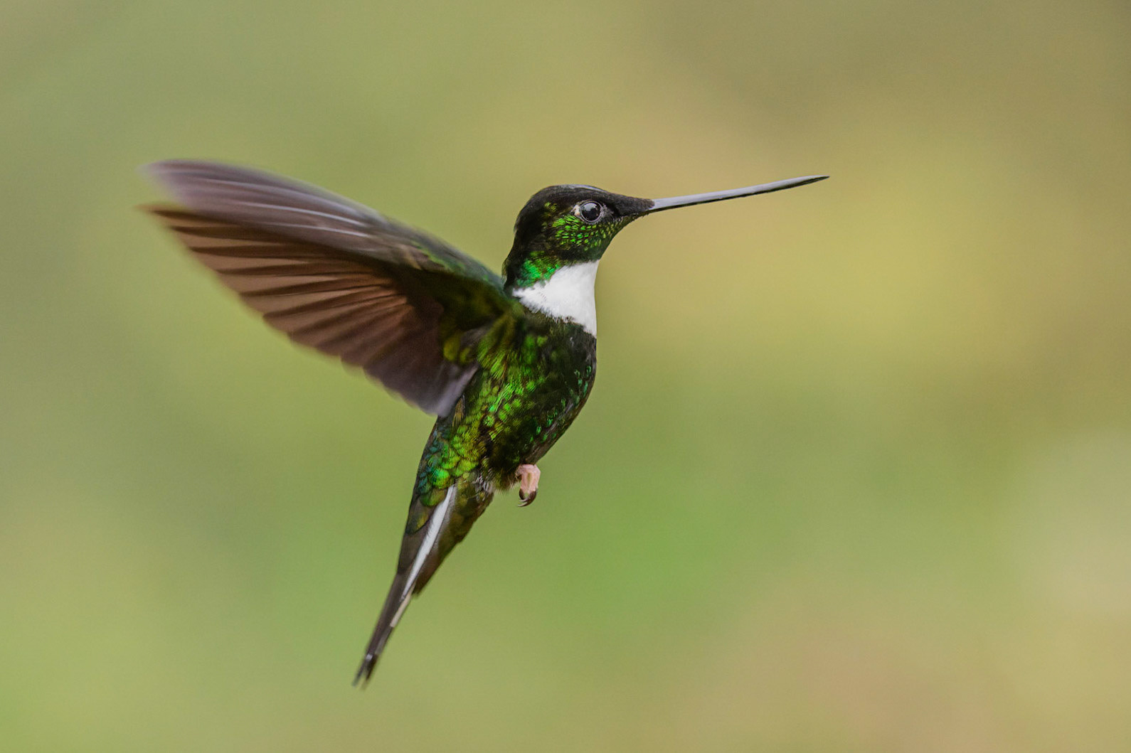 Collared Inca Coeligena torquata