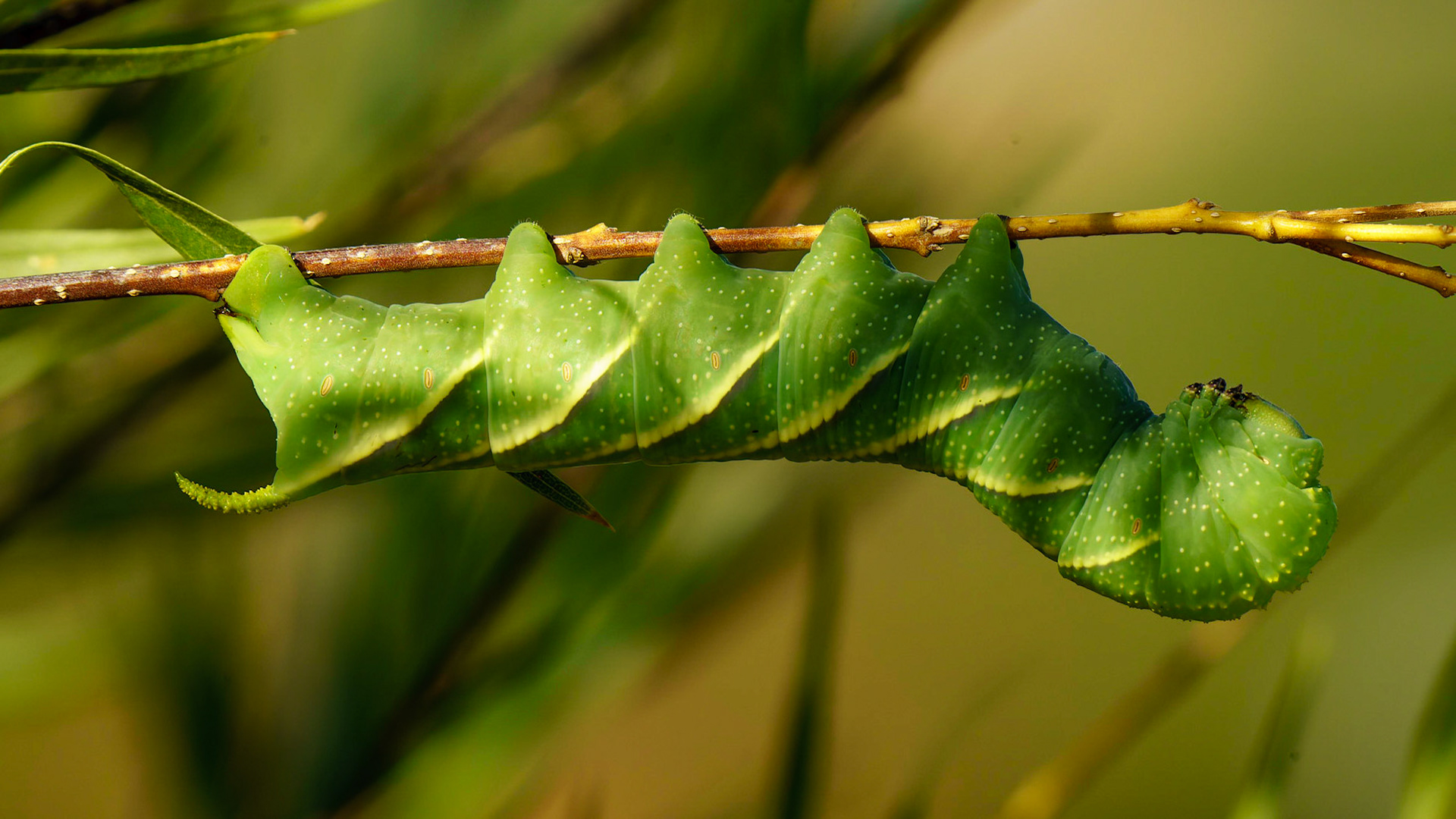 Rustic Sphinx,Manduca rustica