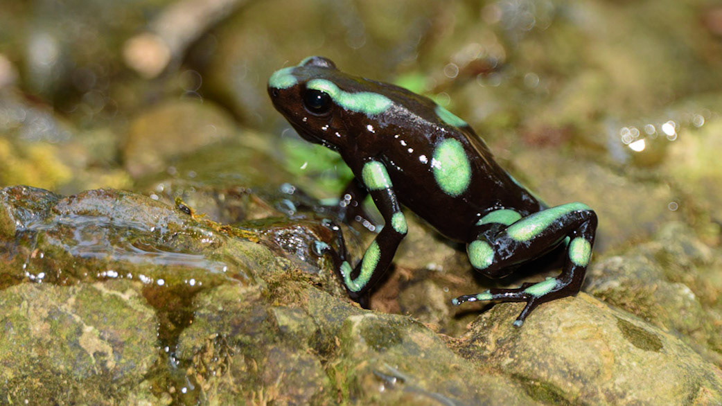Blue and black Poison Dart Frog, Dendrobates auratus