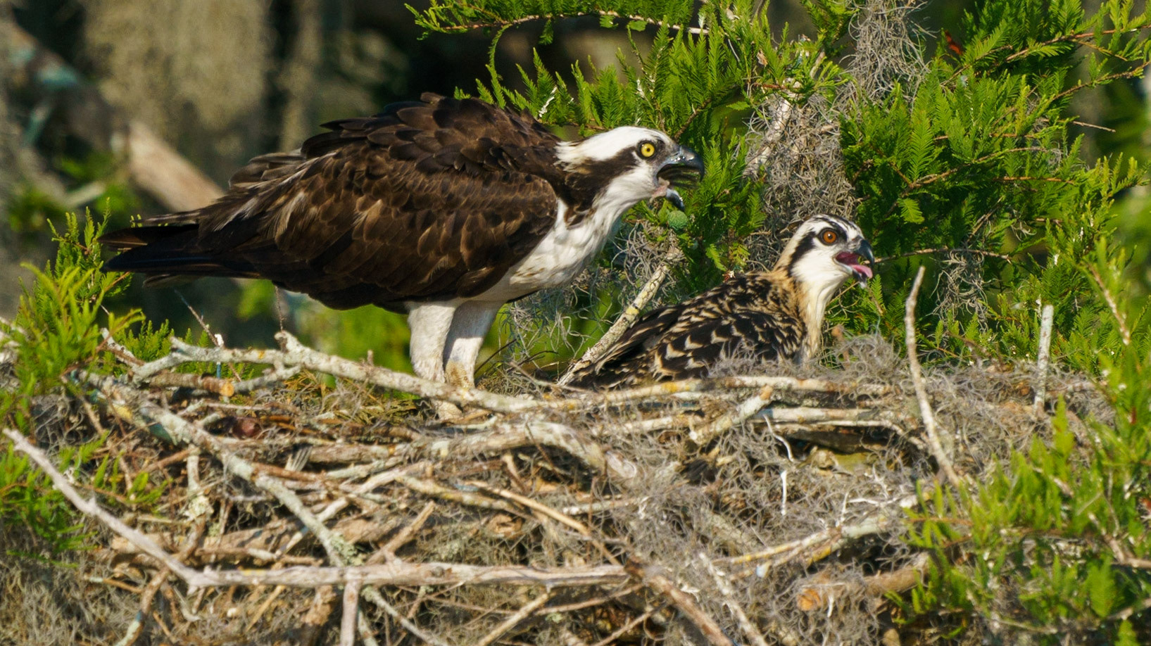 Osprey, Pandion haliaetus