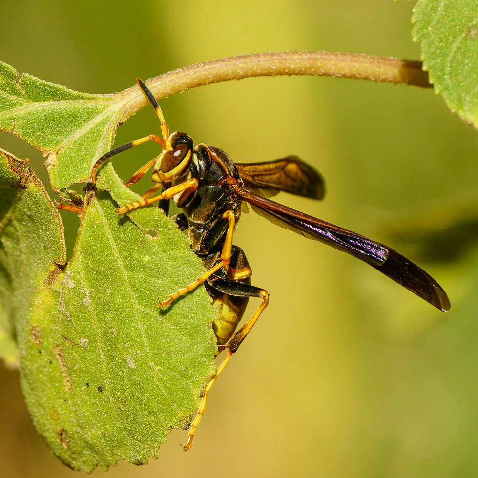 Comanche Paper-Wasp, Polistes comanchus and Rough cocklebur, Xanthium strumarium