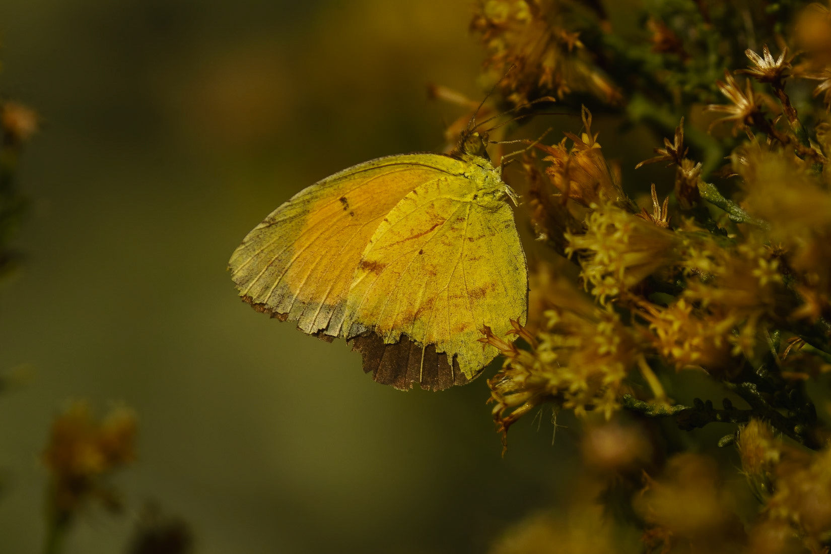 Sleepy Orange, Eurema nicippe