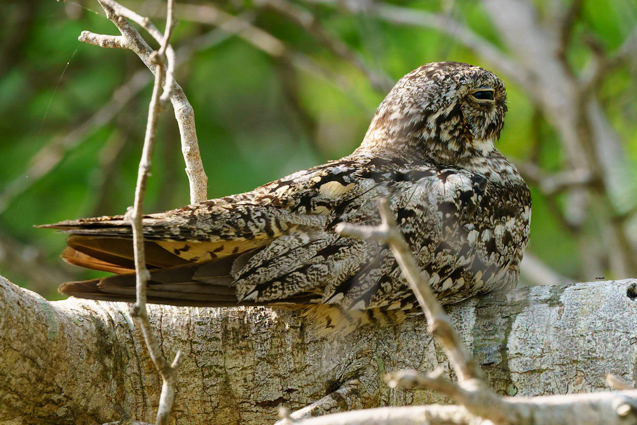 Lesser Nighthawk, Chordeiles acutipennis
