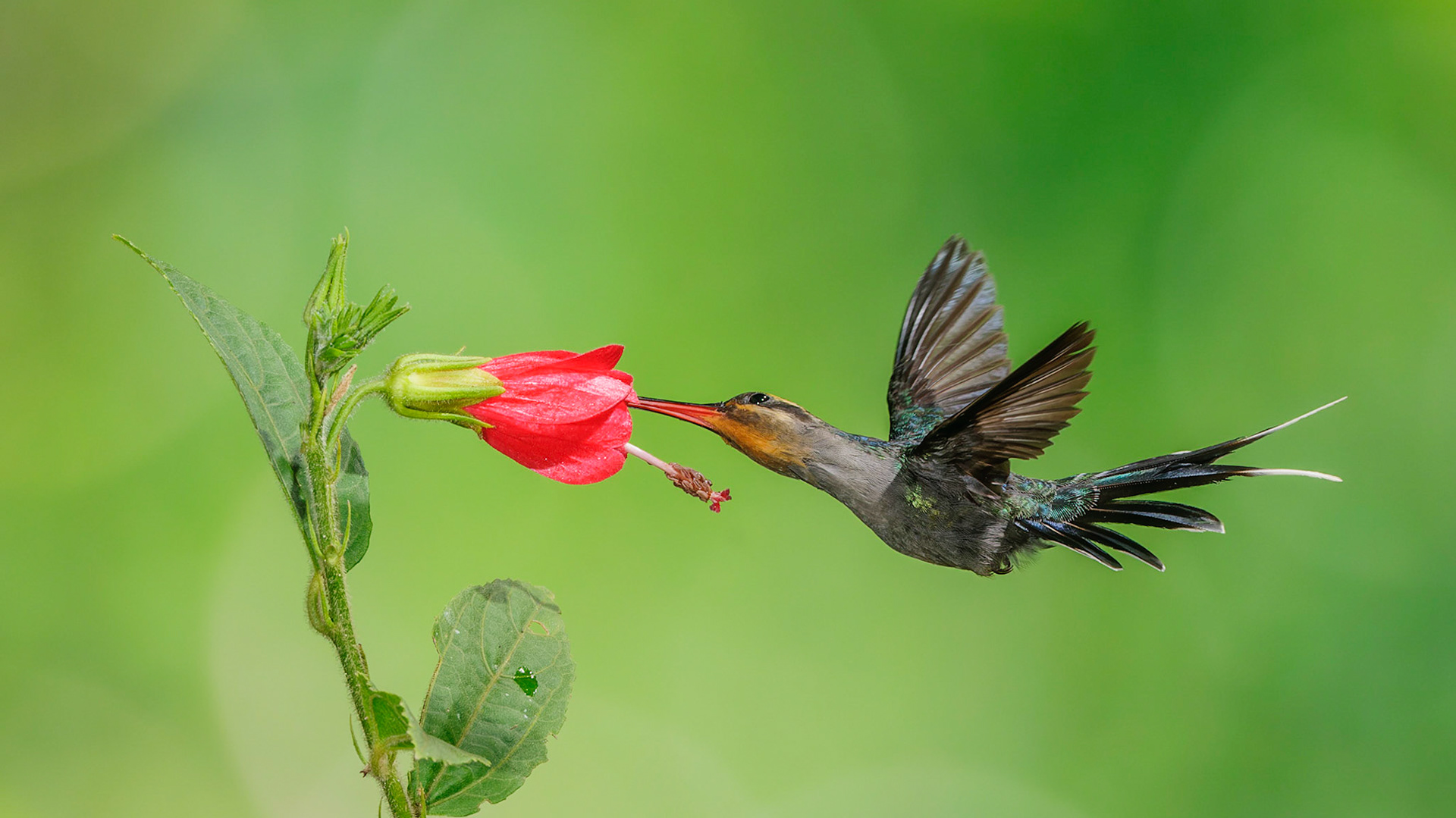 Green Hermit, Phaethornis guy pollinating Turk's Cap Hibiscus, Malvaviscus concinnus