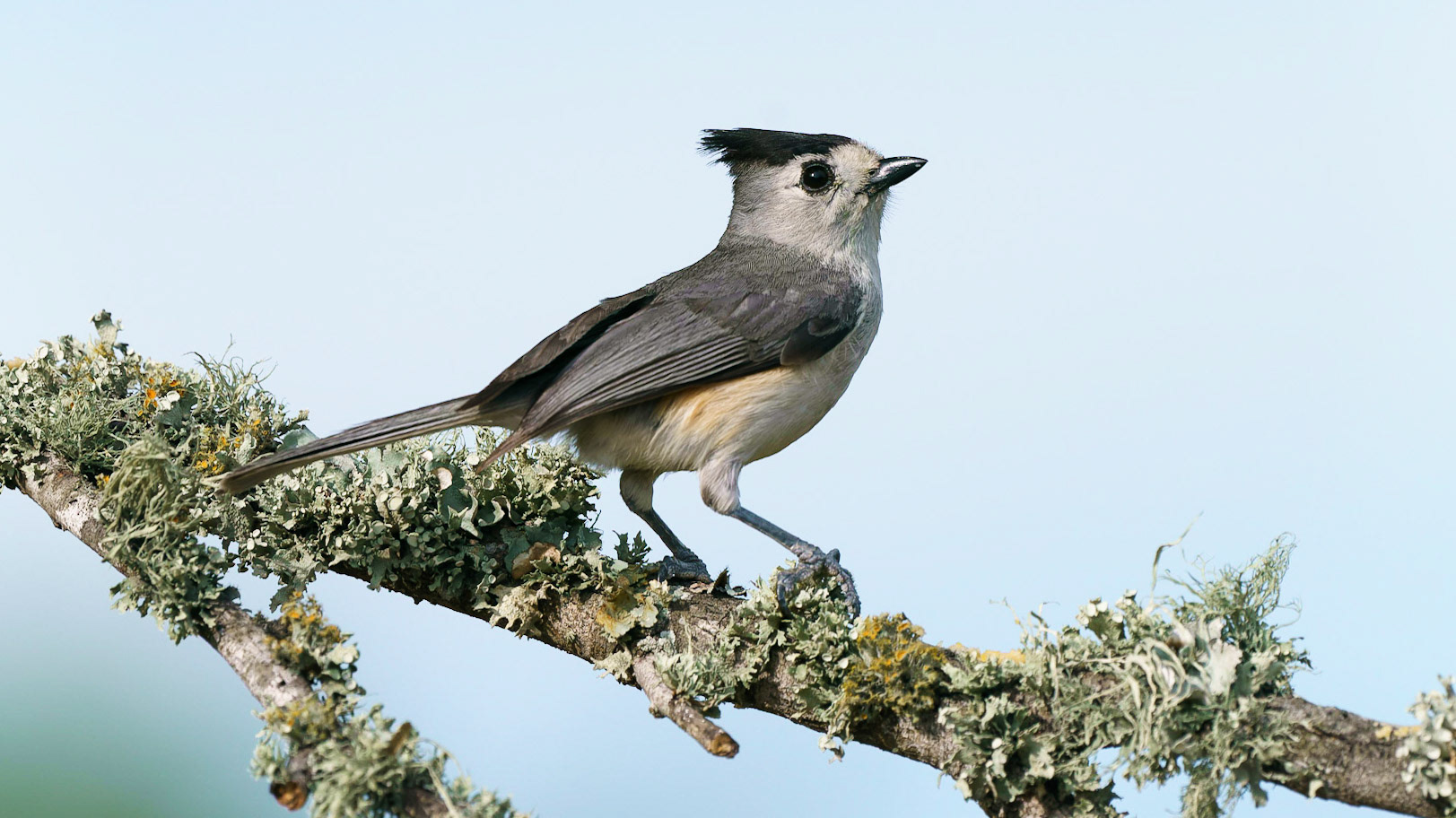 Black-crested Titmouse, Baeolophus atricristatus
