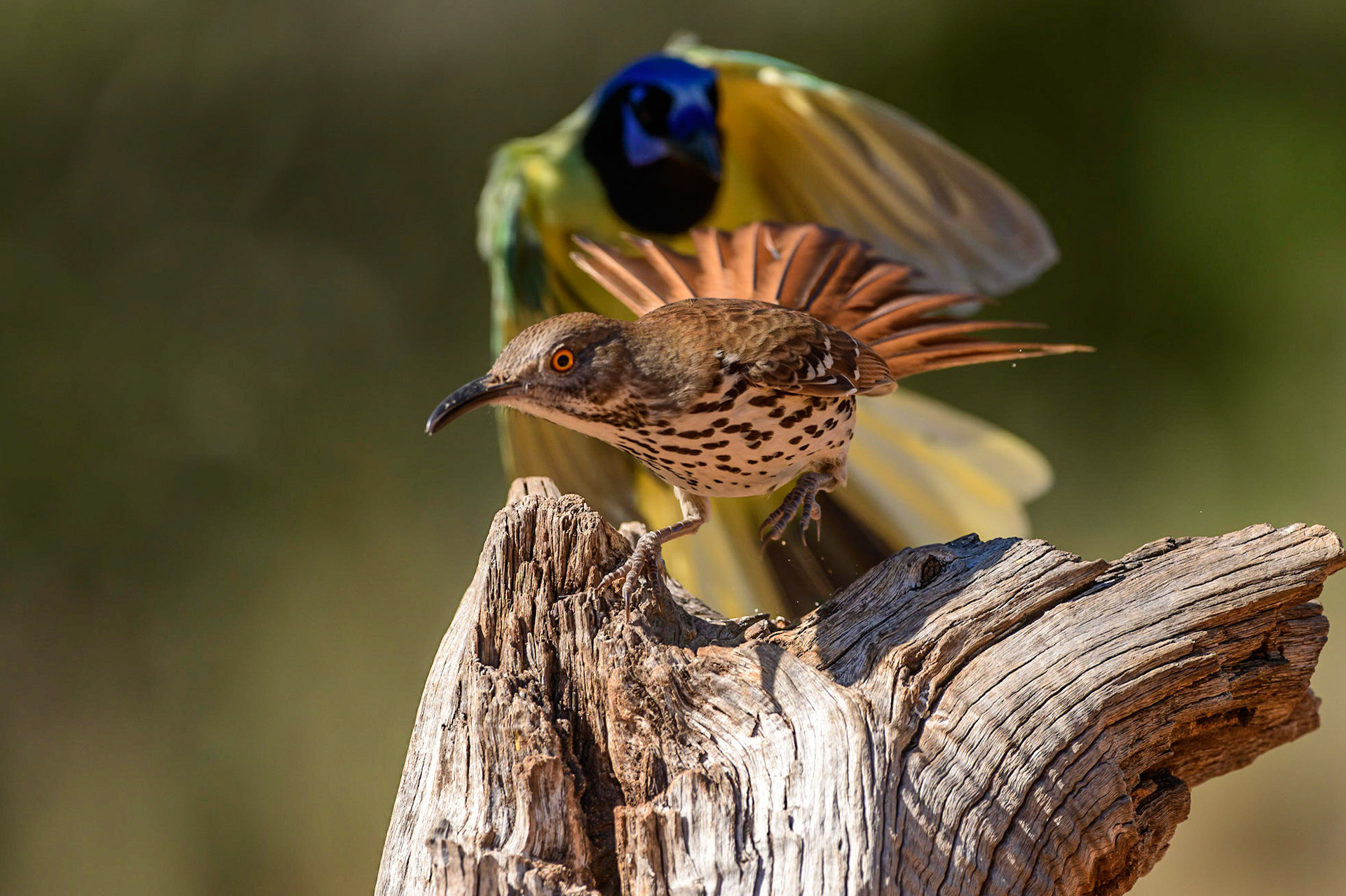 Long-billed Thrasher, Toxostoma longirostre