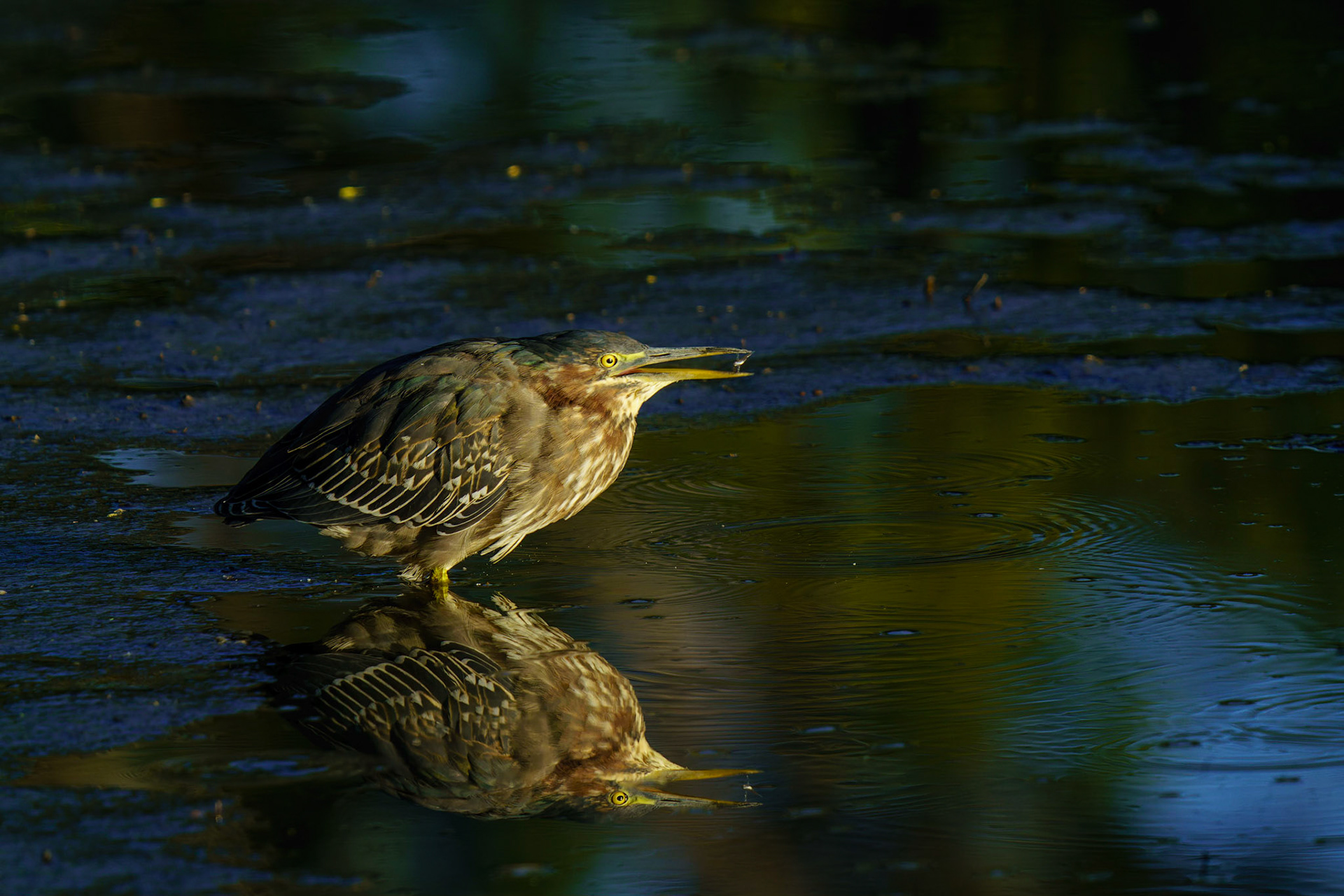 Green Heron, Butorides virescens