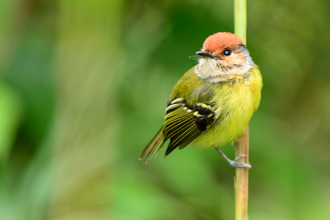 Rufous-crowned Tody-Flycatcher, Poecilotriccus ruficeps