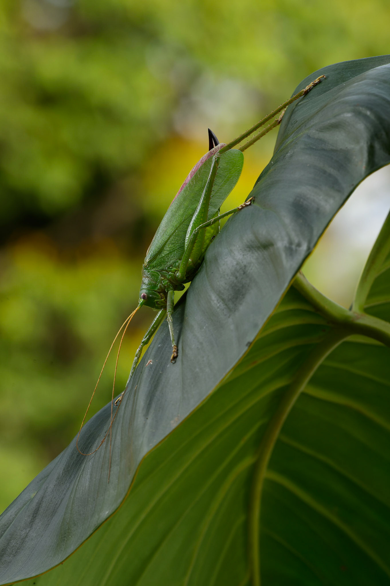 Unknown Katydid