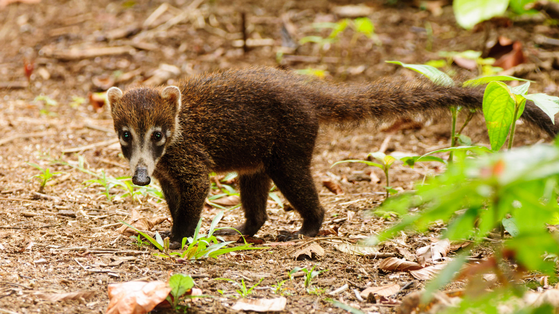 White-nosed Coati, Nasua narica
