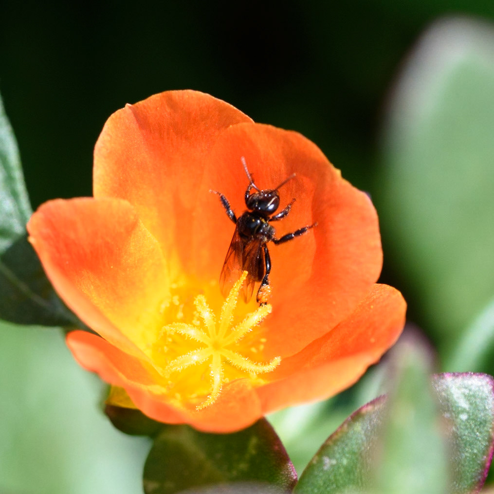Common Purslane, Portulaca oleracea