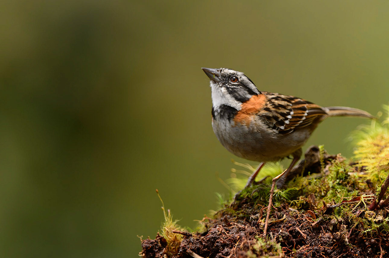 Rufous-collared SparrowZonotrichia capensis