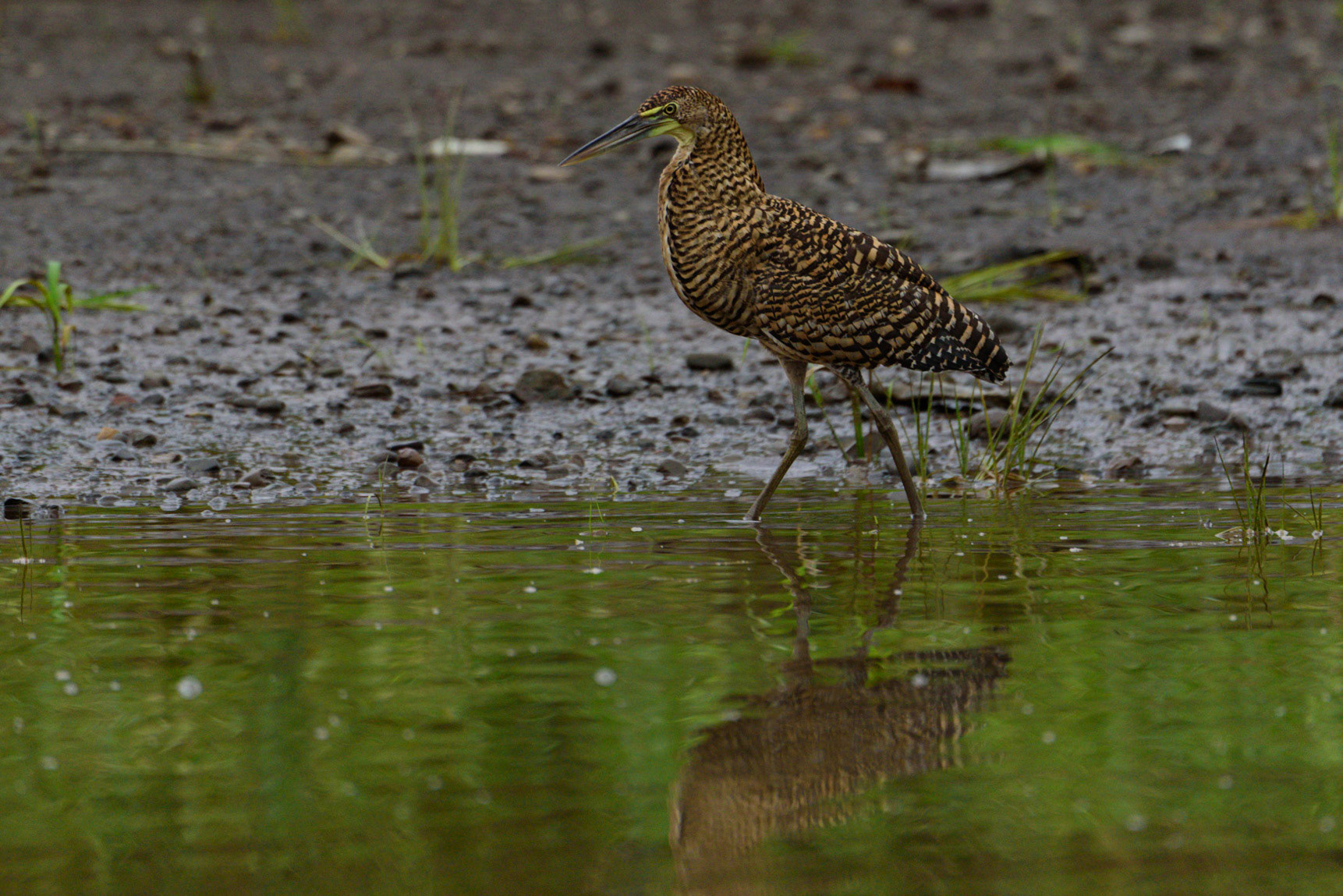 Bare-throated Tiger Heron, Tigrisoma mexicanum
