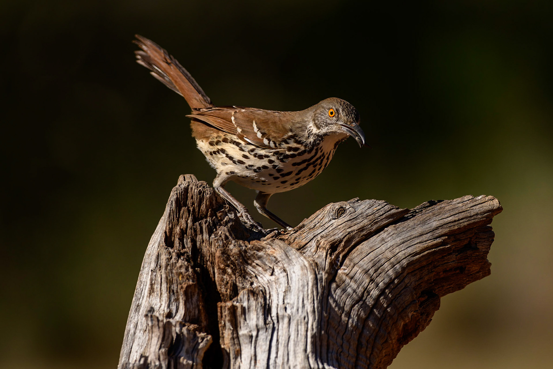 Long-billed Thrasher, Toxostoma longirostre