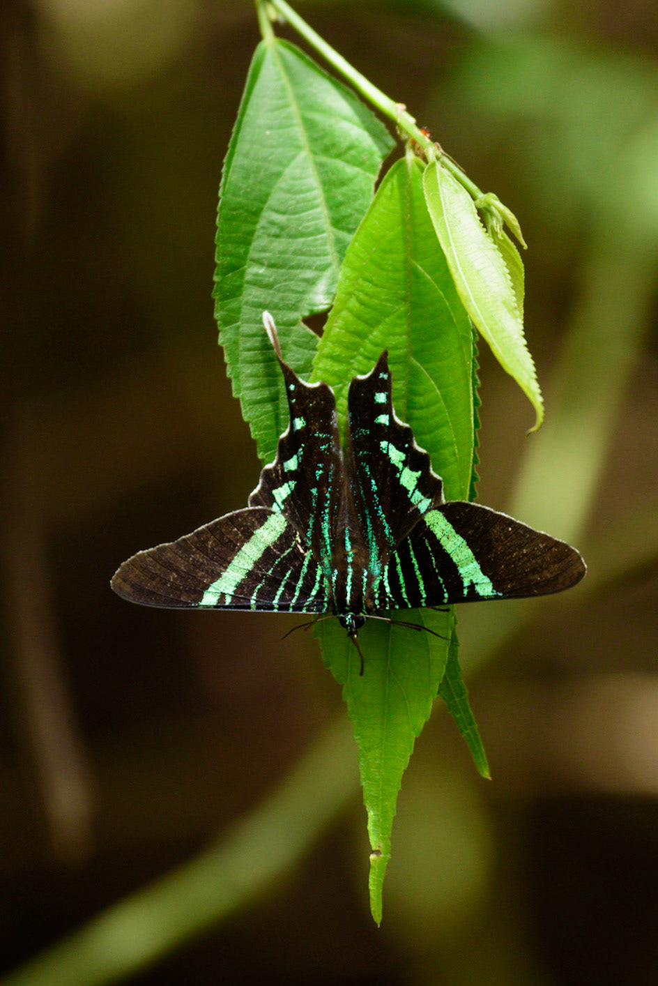 Urania Swallowtail Moth, Urania fulgens