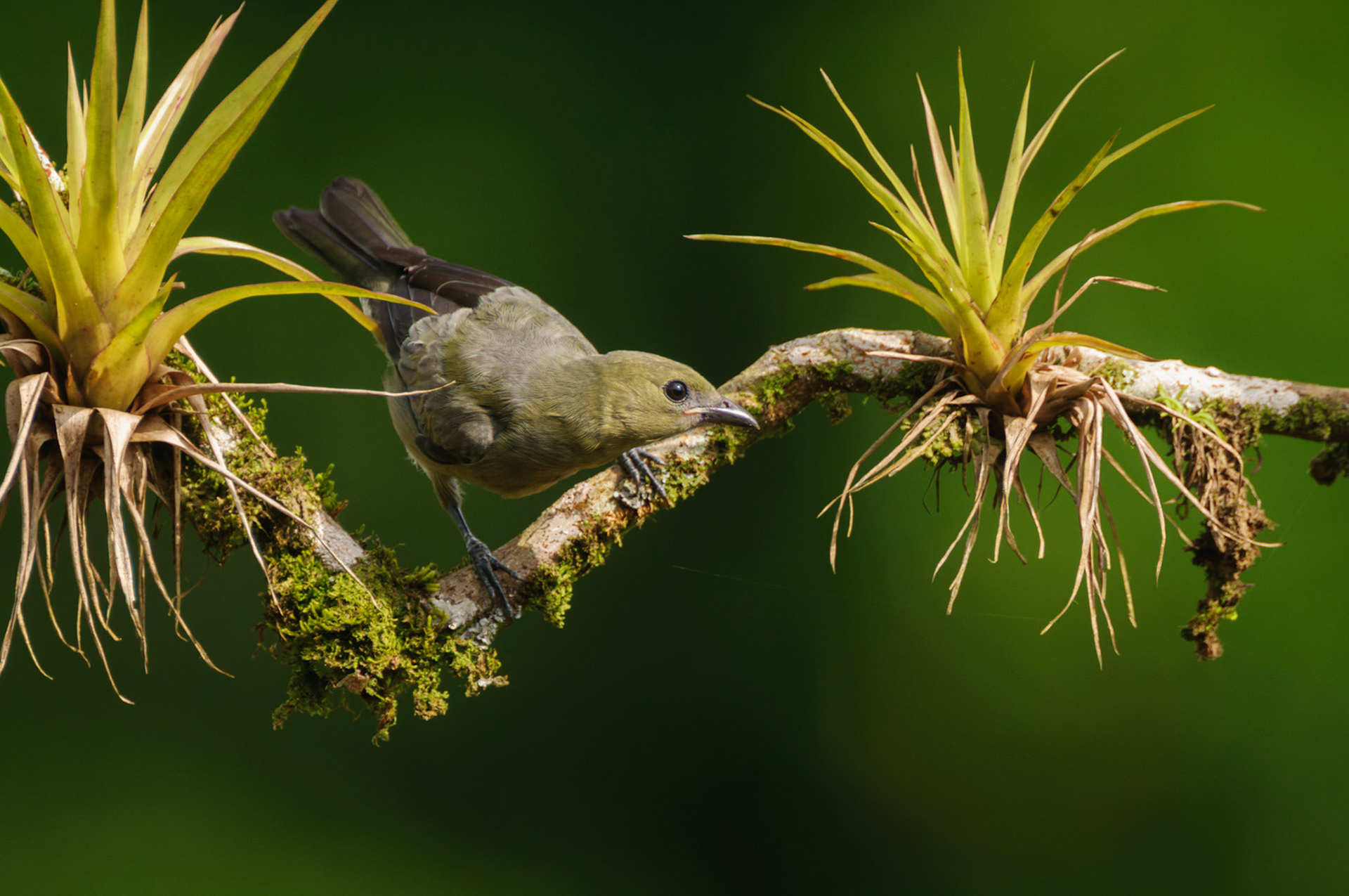 Palm Tanager, Thraupis palmarum