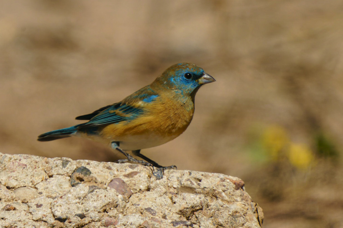 Lazuli Bunting, Passerina amoena