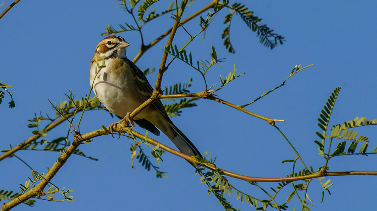 Lark Sparrow, Chondestes grammacus