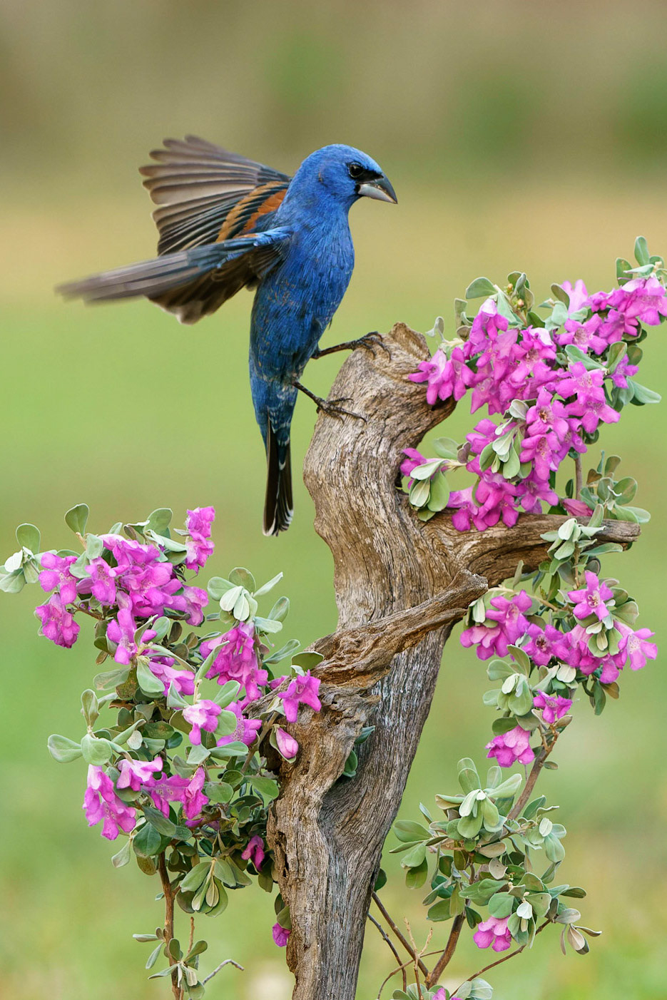Blue Grosbeak, Passerina caerulea