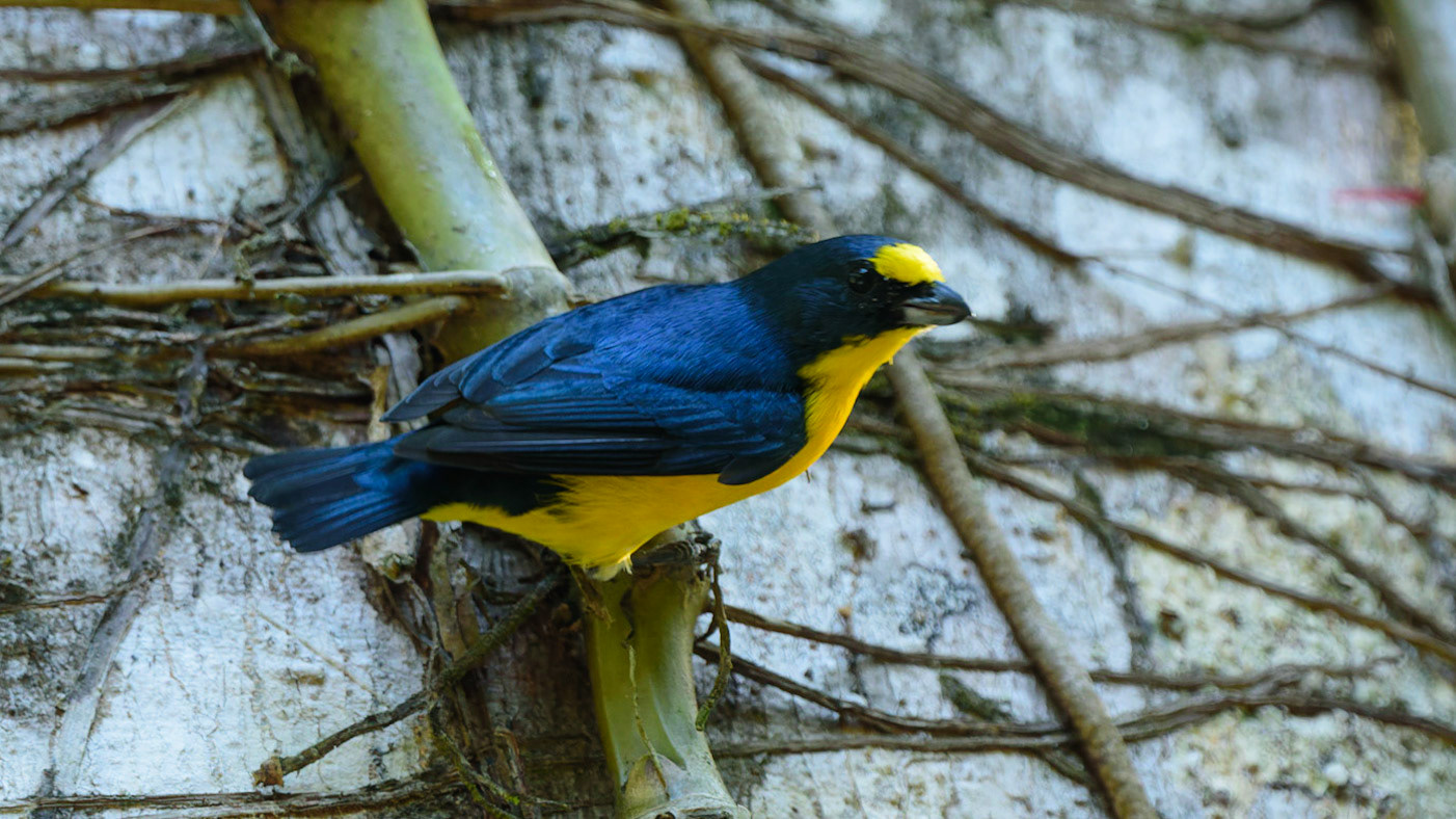 Yellow-throated Euphonia, Euphonia hirundinacea