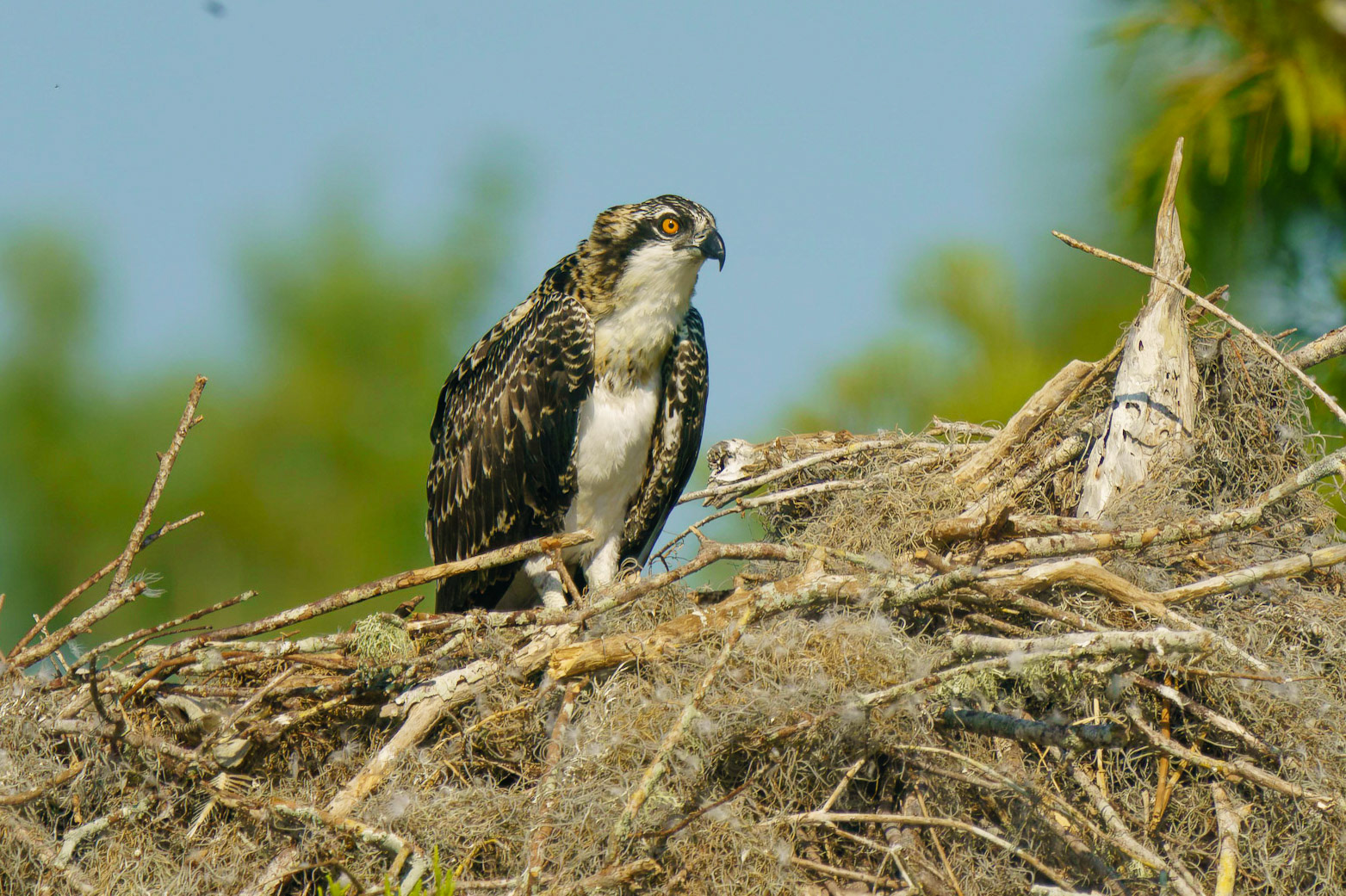 Osprey, Pandion haliaetus