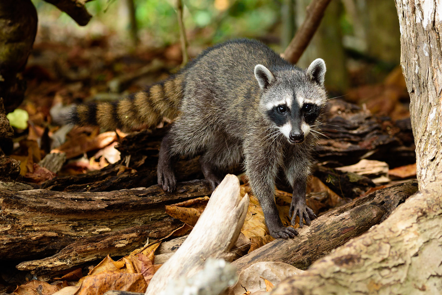 Crab-eating Raccoon, Procyon cancrivorus. AKA South American Raccoon