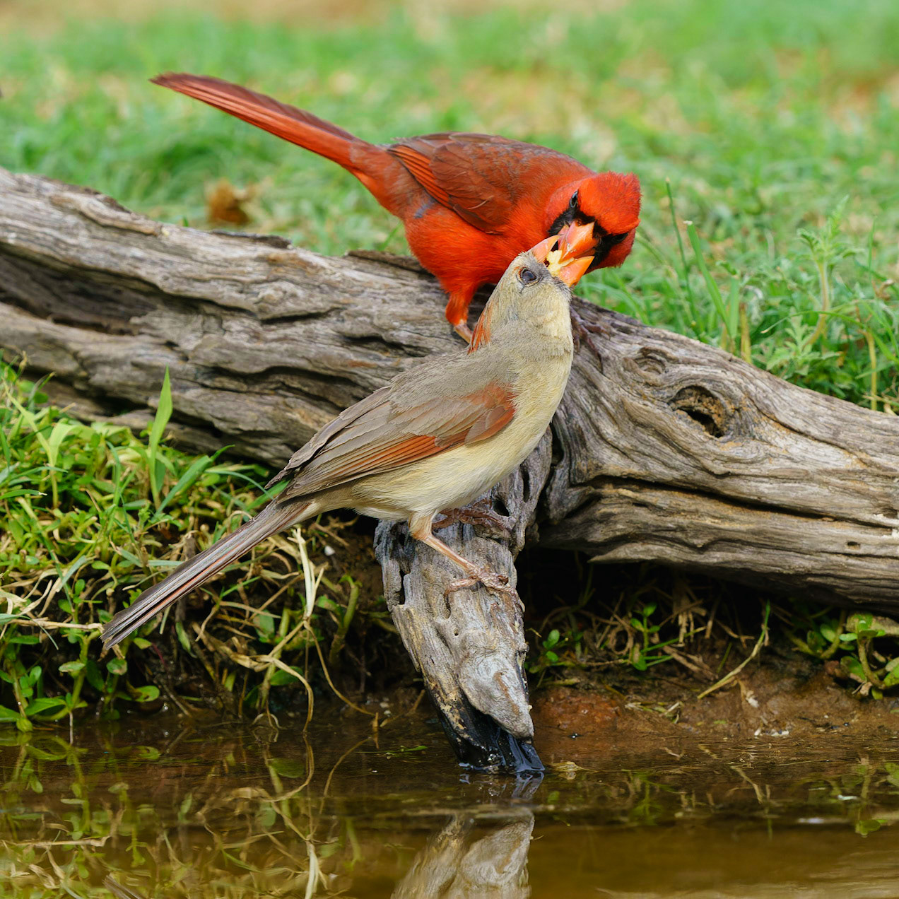 Northern Cardinal, Cardinalis cardinalis