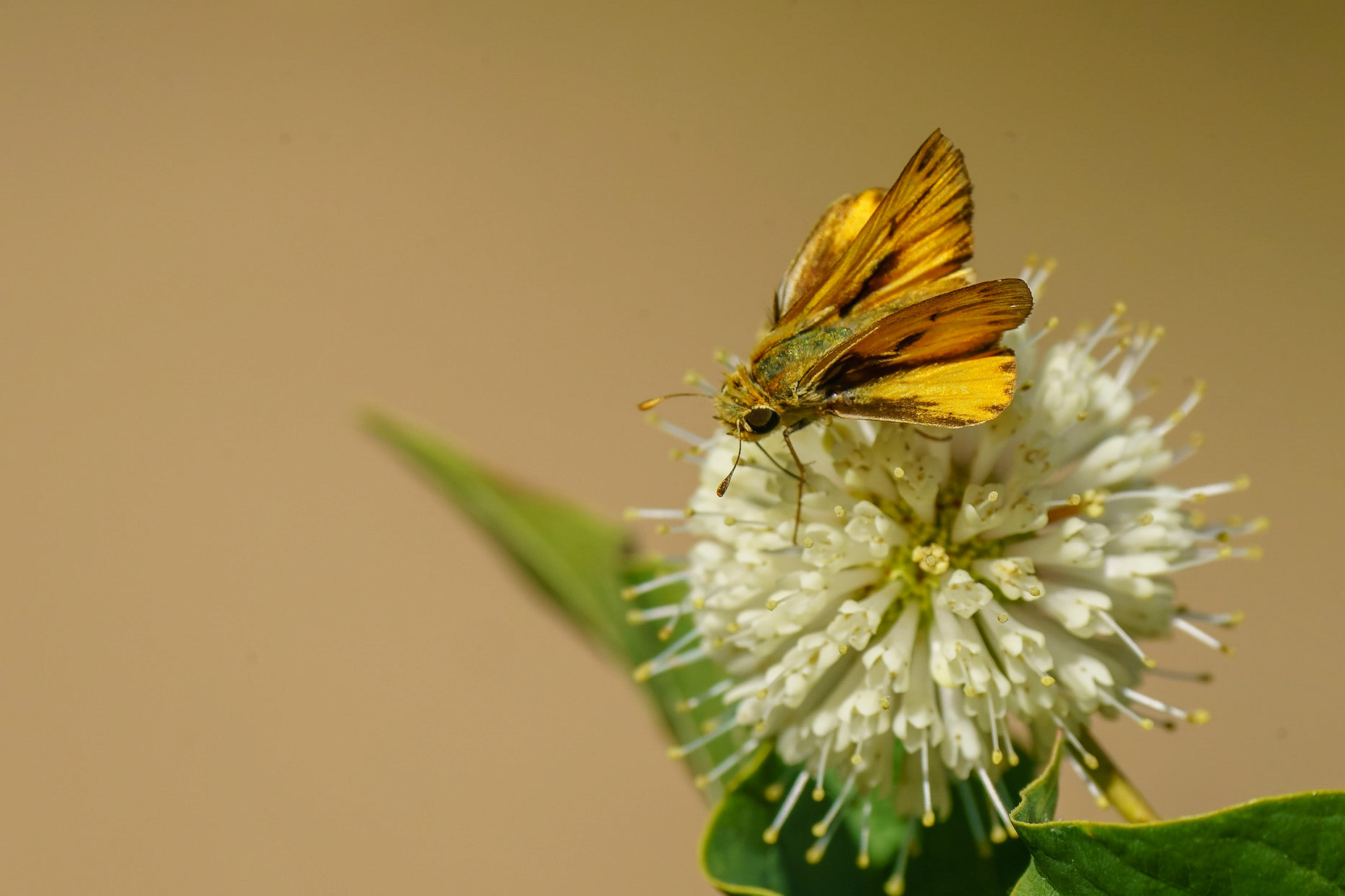 Fiery Skipper, Hylephila phyleus