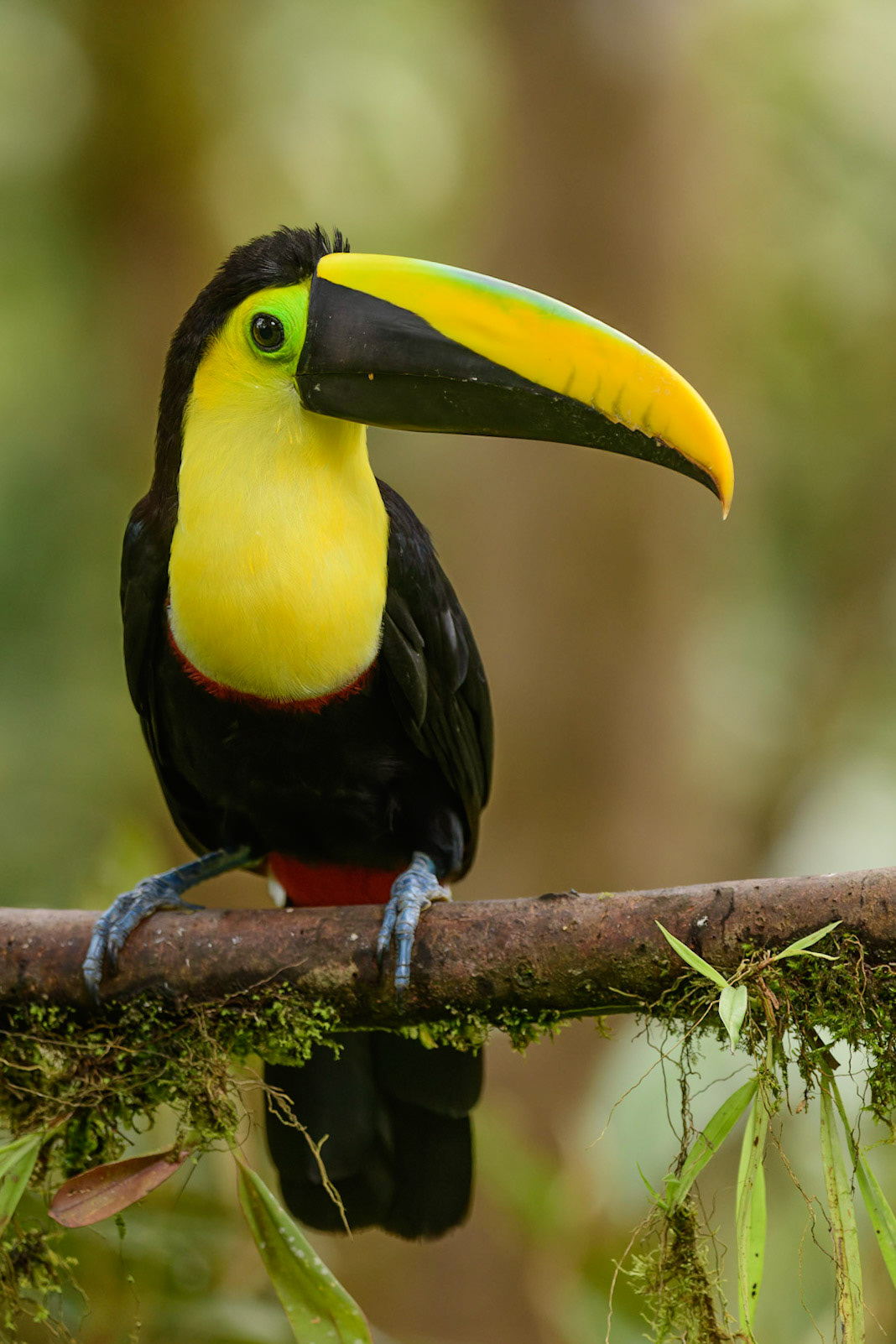 Choco Toucan, Ramphastos brevis