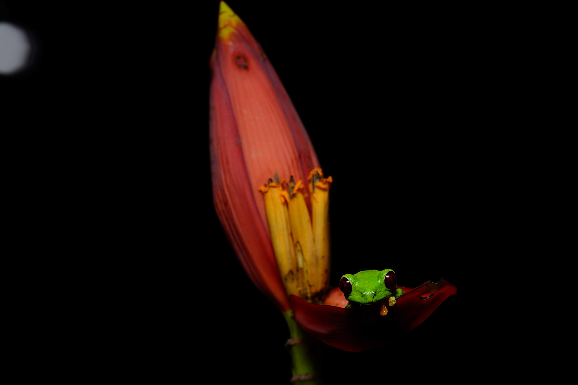 Red-eyed Treefrog, Agalychnis callidryas