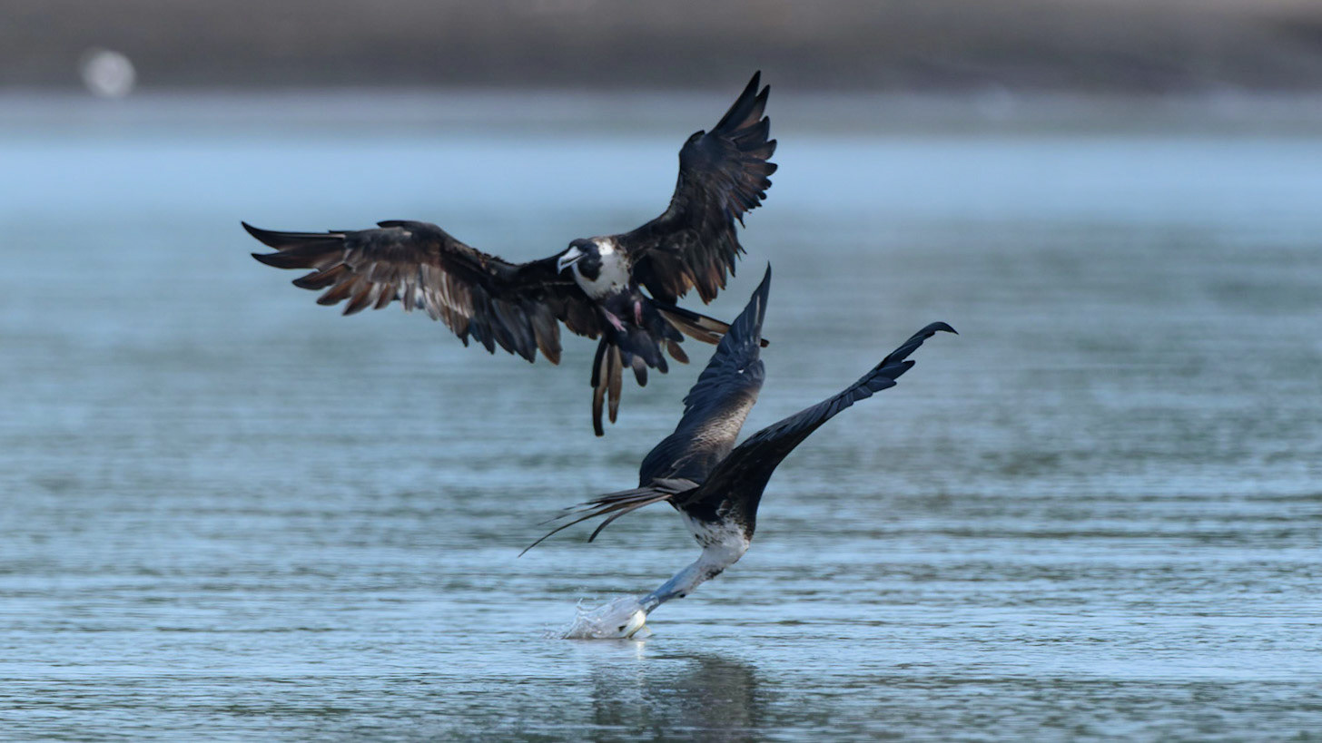 Magnificent Frigatebird in flight-Costa Rica