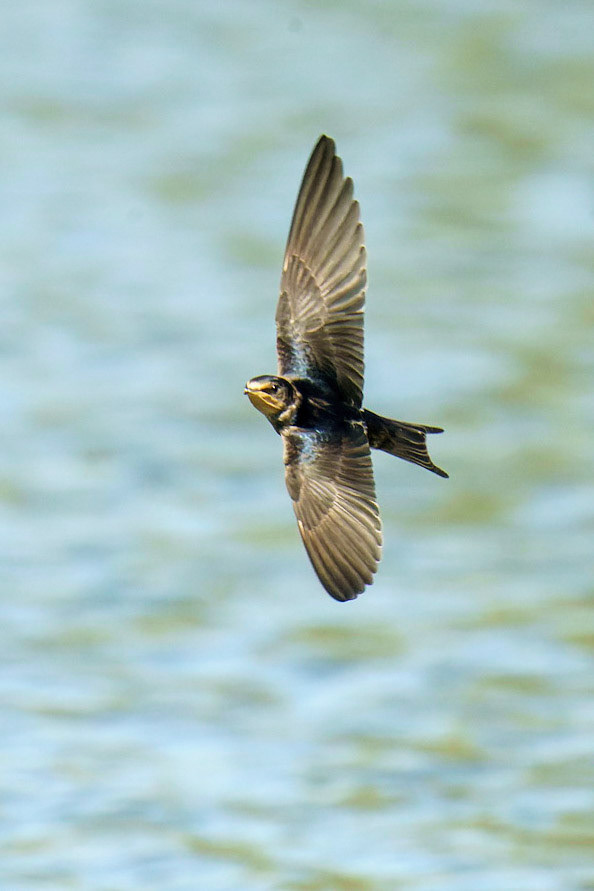 Barn Swallow, Hirundo rustica